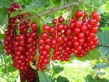 Elwyn 7 Giant Red Currant Fruit Seeds - Premium Non-GMO Planting Seeds for Home Garden, DIY Landscaping & Fresh Fruit Harvesting