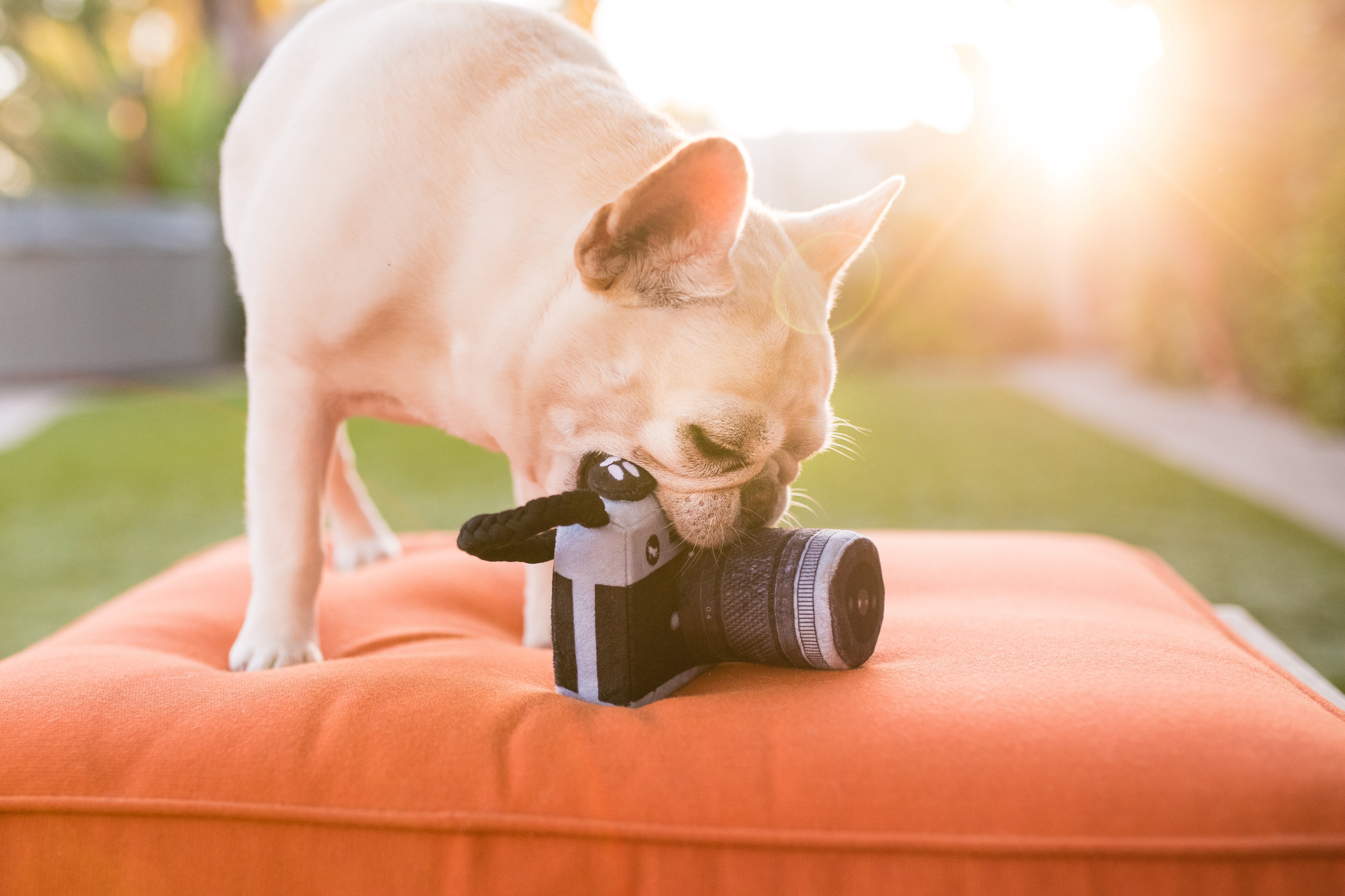 Globetrotter Plush Dog Toy Camera - Durable & Fun Chew Toy for Small & Large Dogs | Perfect for Playtime, Training & Travel