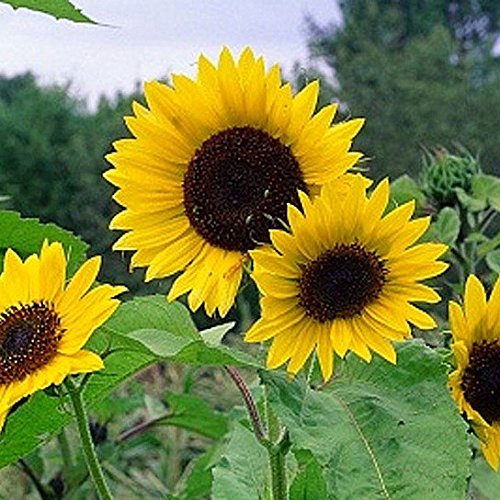 Organic Non-GMO Bulk Mammoth Grey Stripe Sunflower Seeds - Helianthus annuus (10 Lbs) for Planting, Bird Feed & Healthy Snacks - Perfect for Gardening, Wildlife Attraction & Nutrition