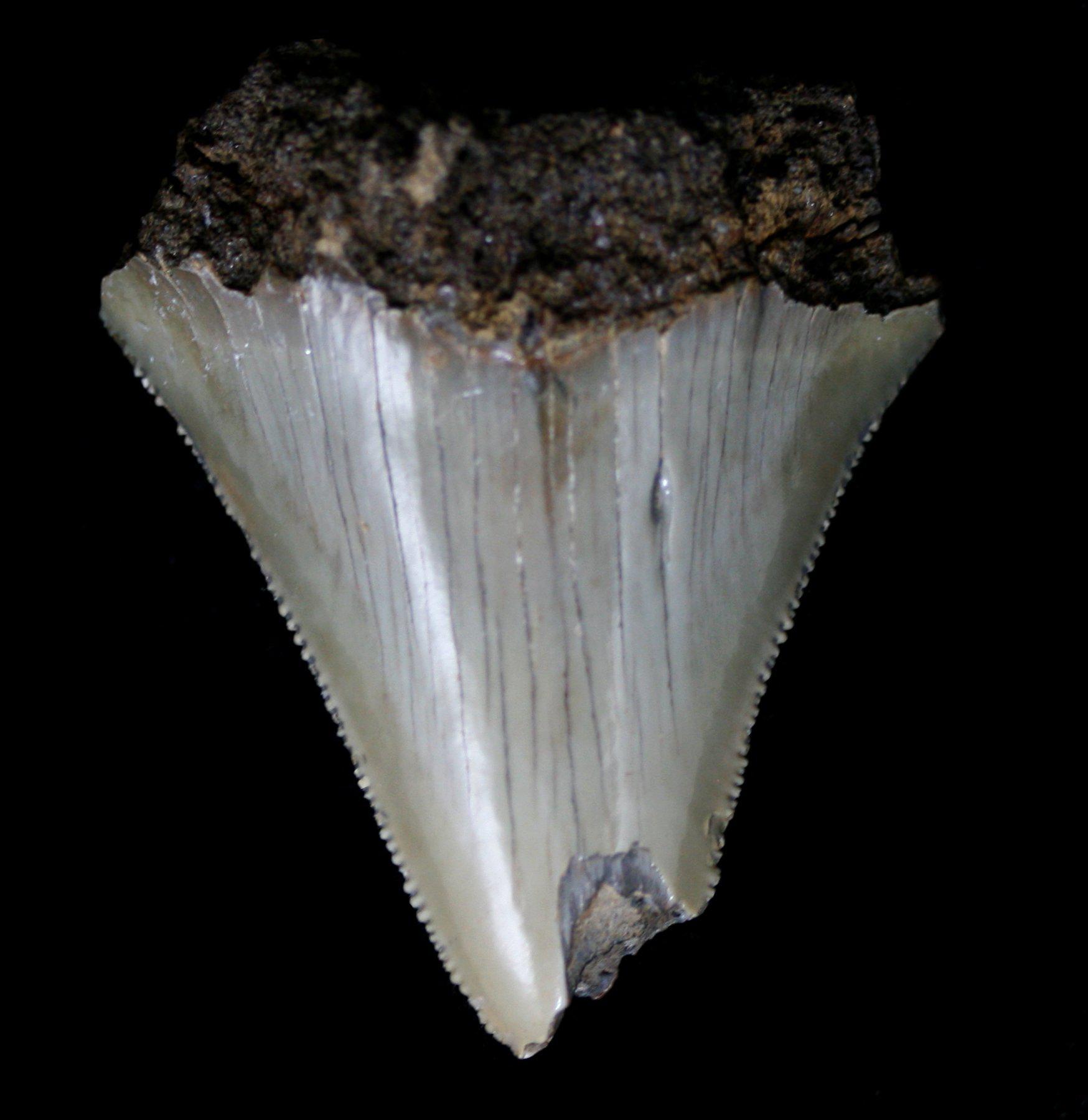Genuine Megalodon Shark Tooth Fossil - Authentic Prehistoric Collectible for Home Decor, Jewelry Making & Educational Display