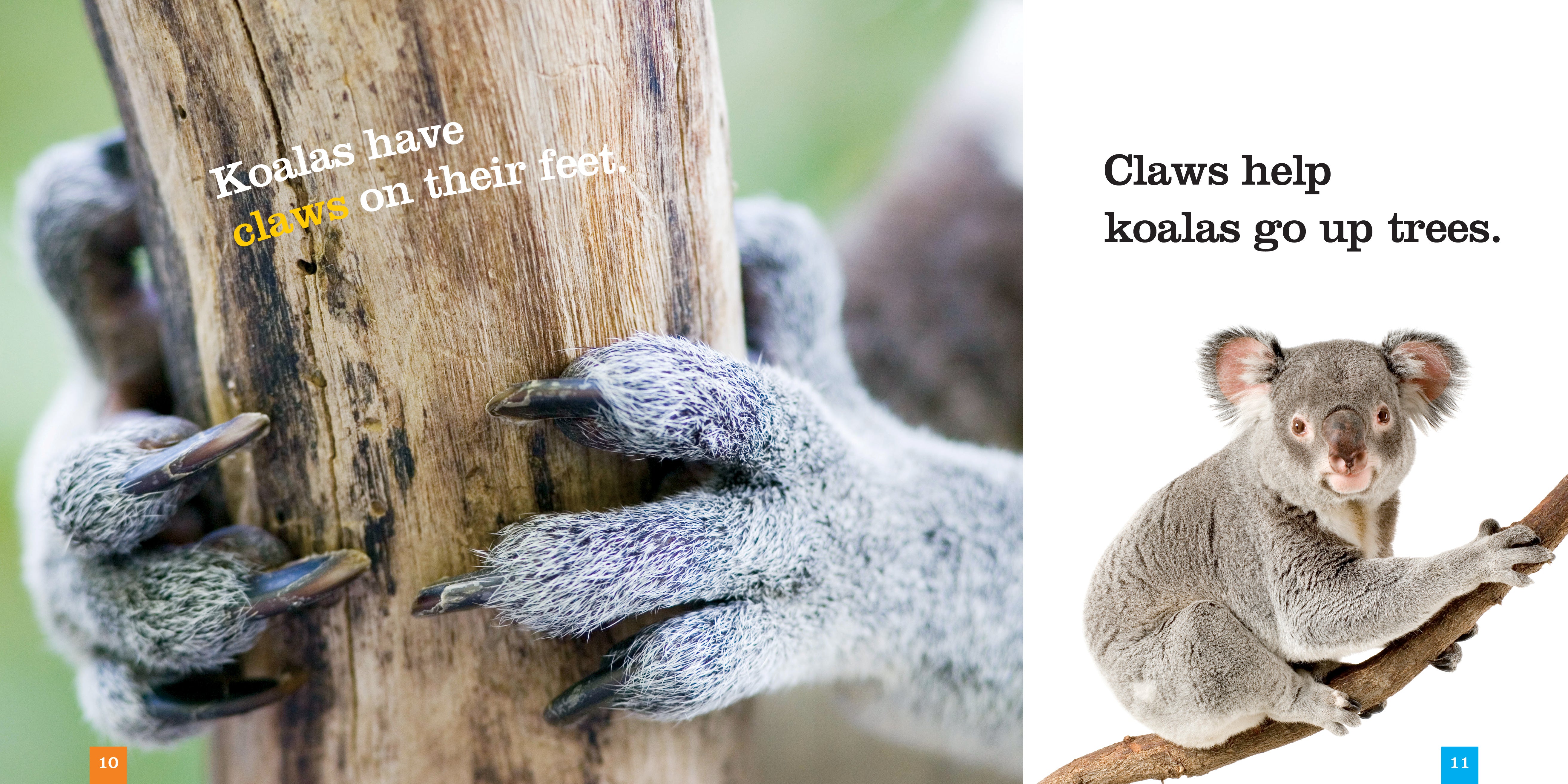 Koalas Book - ISBN 9781608184552 - Learn About Koalas for Kids & Adults - Perfect for School Projects & Animal Lovers