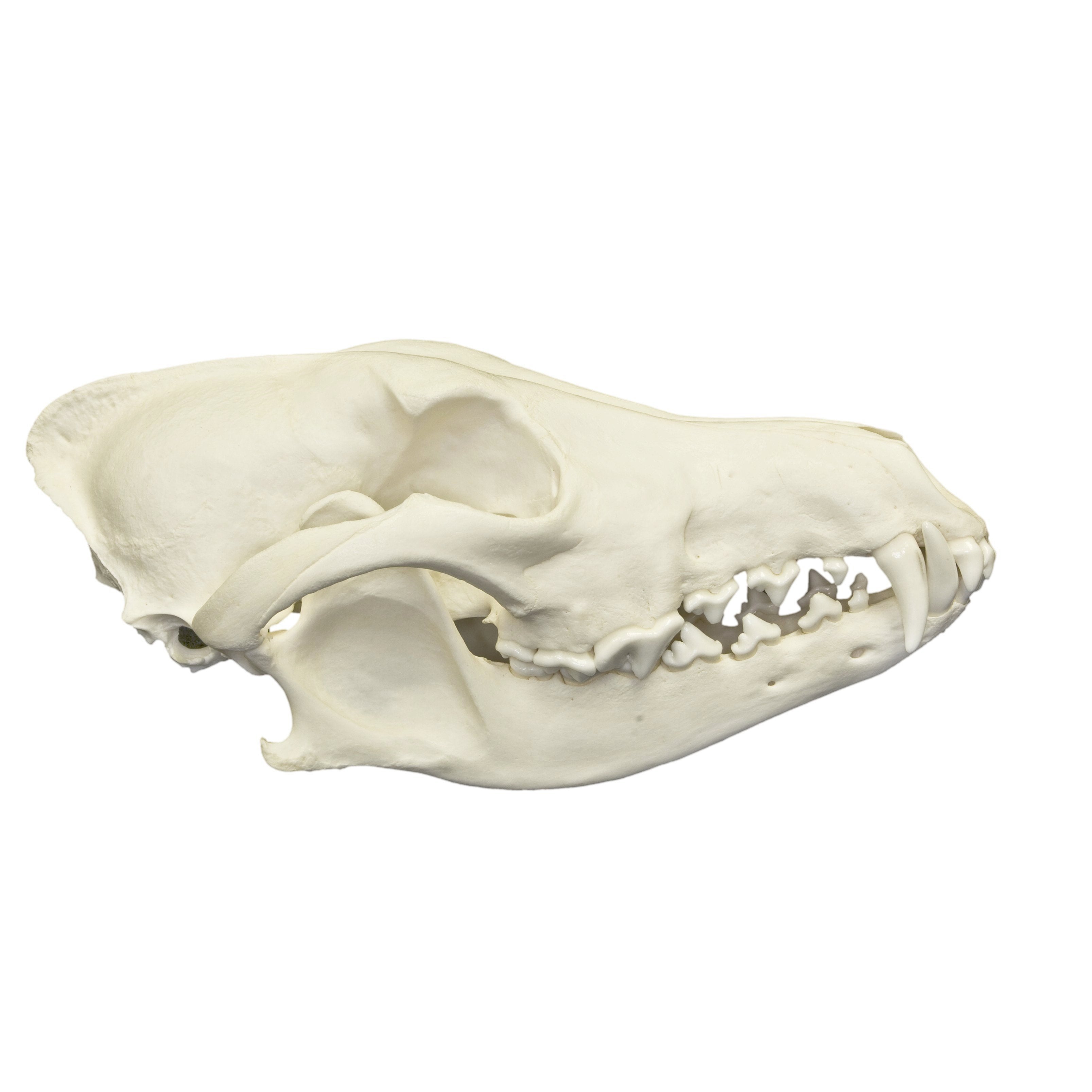 Authentic Predator and Prey Animal Skull Set - Fox, Rabbit & Owl Skulls for Science Education, Home Decor & Gothic Collections