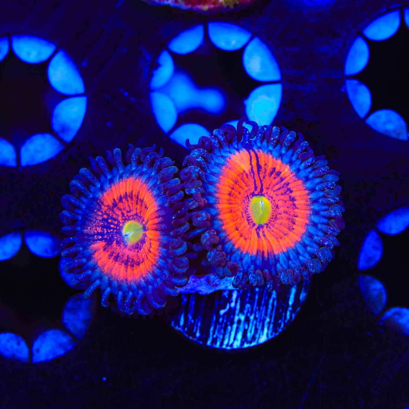 Everlasting Gobstopper Zoanthids Coral - Vibrant Saltwater Aquarium Coral for Reef Tanks & Marine Displays