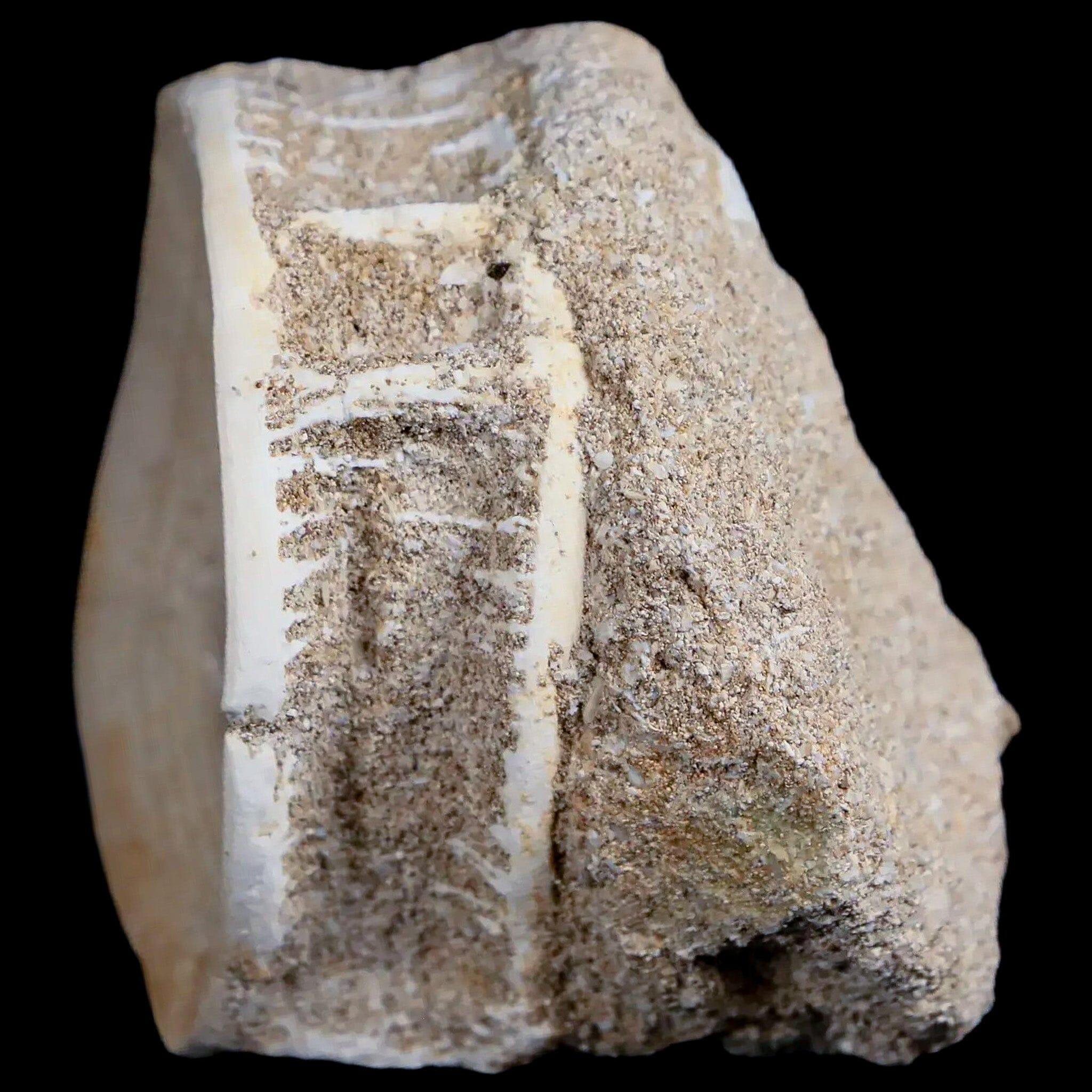 52MM Otodus Obliquus Shark Vertebrae Fossil Bone in Matrix from Morocco - Authentic COA Included - Perfect for Fossil Collectors, Science Education & Home Decor Display