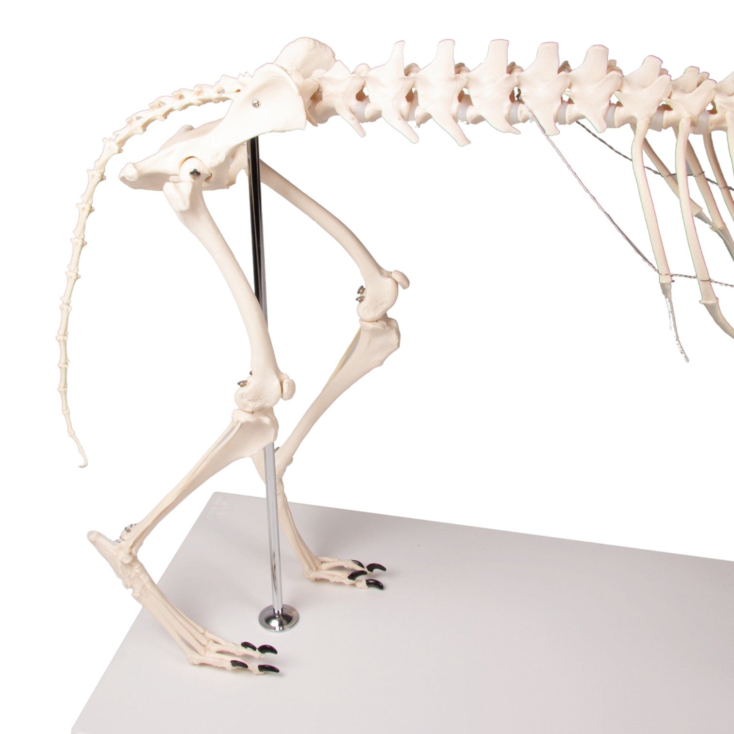 Realistic Replica Dog Skeleton Olaf - Halloween Pet Costume & Home Decor for Spooky Parties, Themed Events, and Veterinary Education