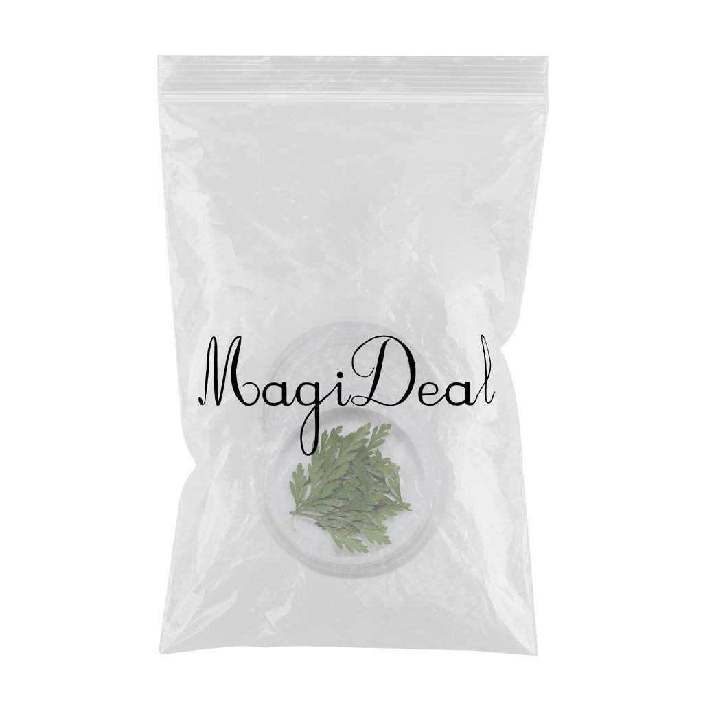 VMS INDIA Dried Flowers for Nail Art - 16pcs Natural Pressed Floral Decorations for Acrylic & UV Gel Nails - Perfect for DIY Manicure, Bridal Nail Designs, and Salon Nail Art