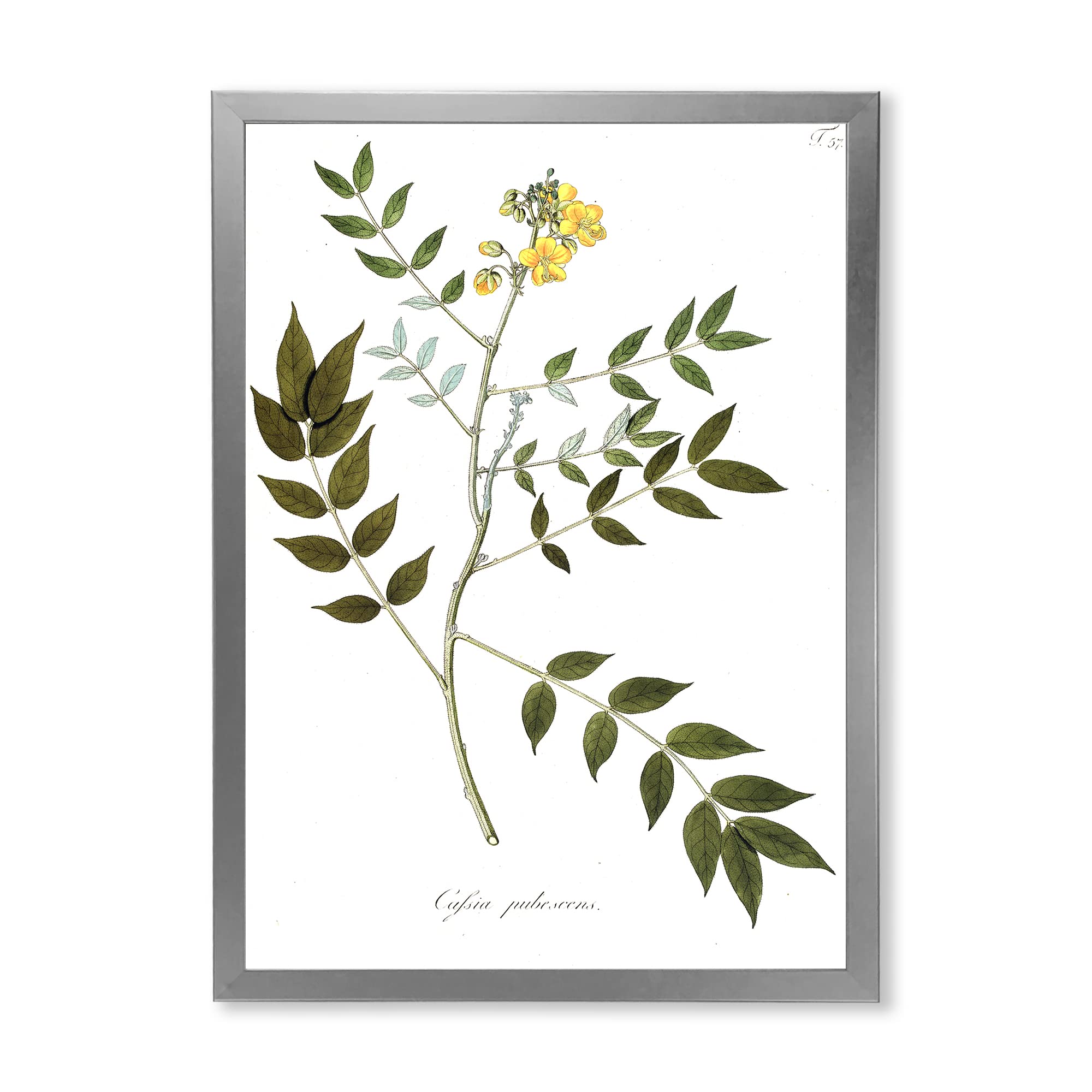 Vintage Botanicals XVIII Traditional Framed Wall Art - Classic Floral Home Decor for Living Room, Bedroom & Office - Perfect Gift for Nature Lovers