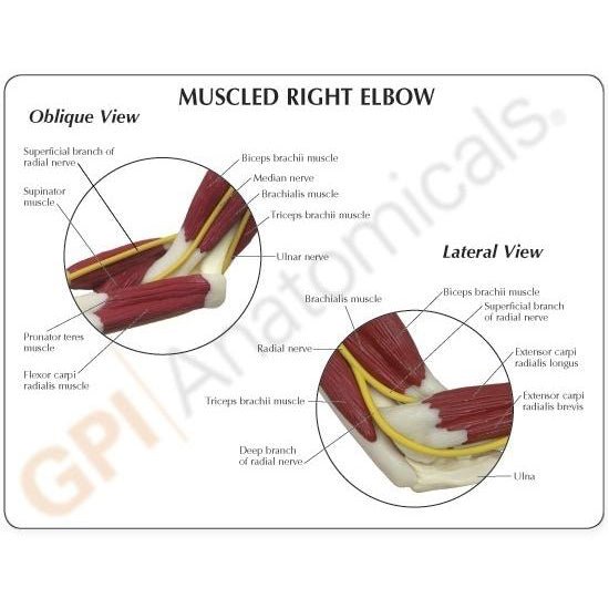 Elbow Joint Model with Muscles - Anatomical Human Arm Model for Medical Education & Physical Therapy - Perfect for Classroom, Clinic & Home Study
