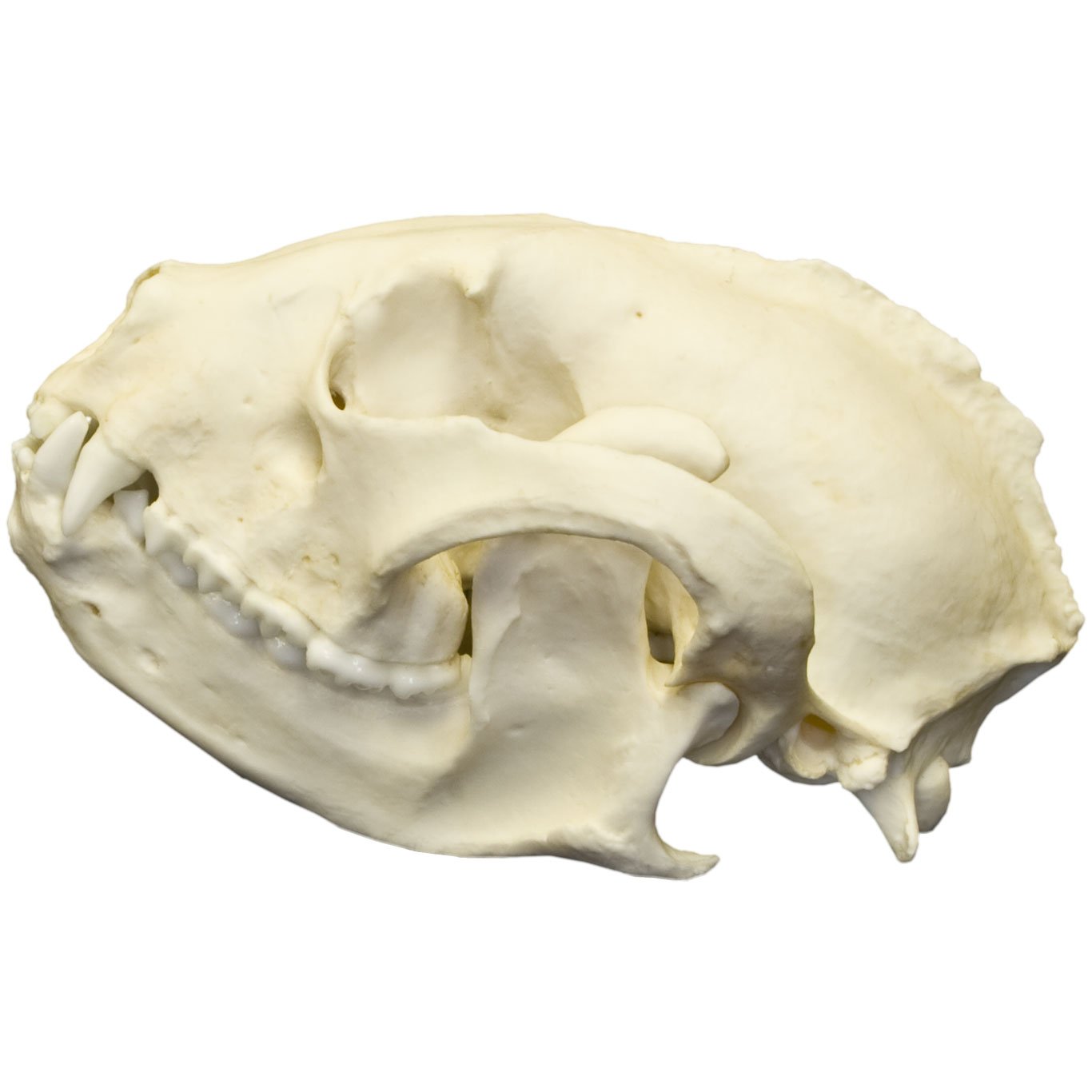 Authentic Replica Red Panda Skull - Lifelike Animal Skull Model for Home Decor, Educational Display, and Halloween Props