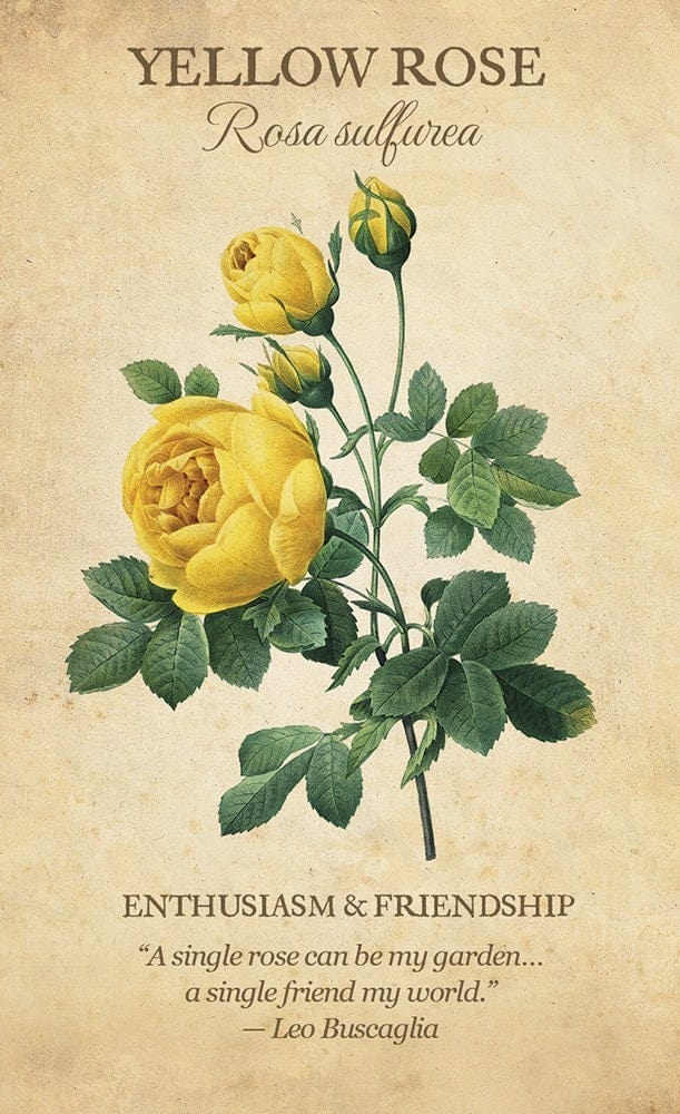Botanical Inspirations Deck & Book Set - 78 Nature-Themed Oracle Cards & Guidebook for Meditation, Self-Discovery & Spiritual Growth | Perfect for Tarot Readers, Yoga Practitioners & Nature Lovers