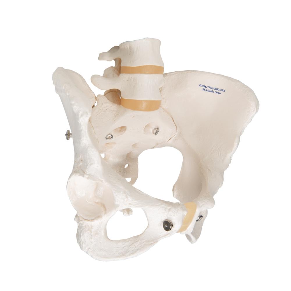 Female Pelvic Skeleton Model - Anatomically Accurate Human Pelvis Bone Structure for Medical Students, Doctors & Physical Therapists - Perfect for Anatomy Study, Patient Education & Medical Office Display