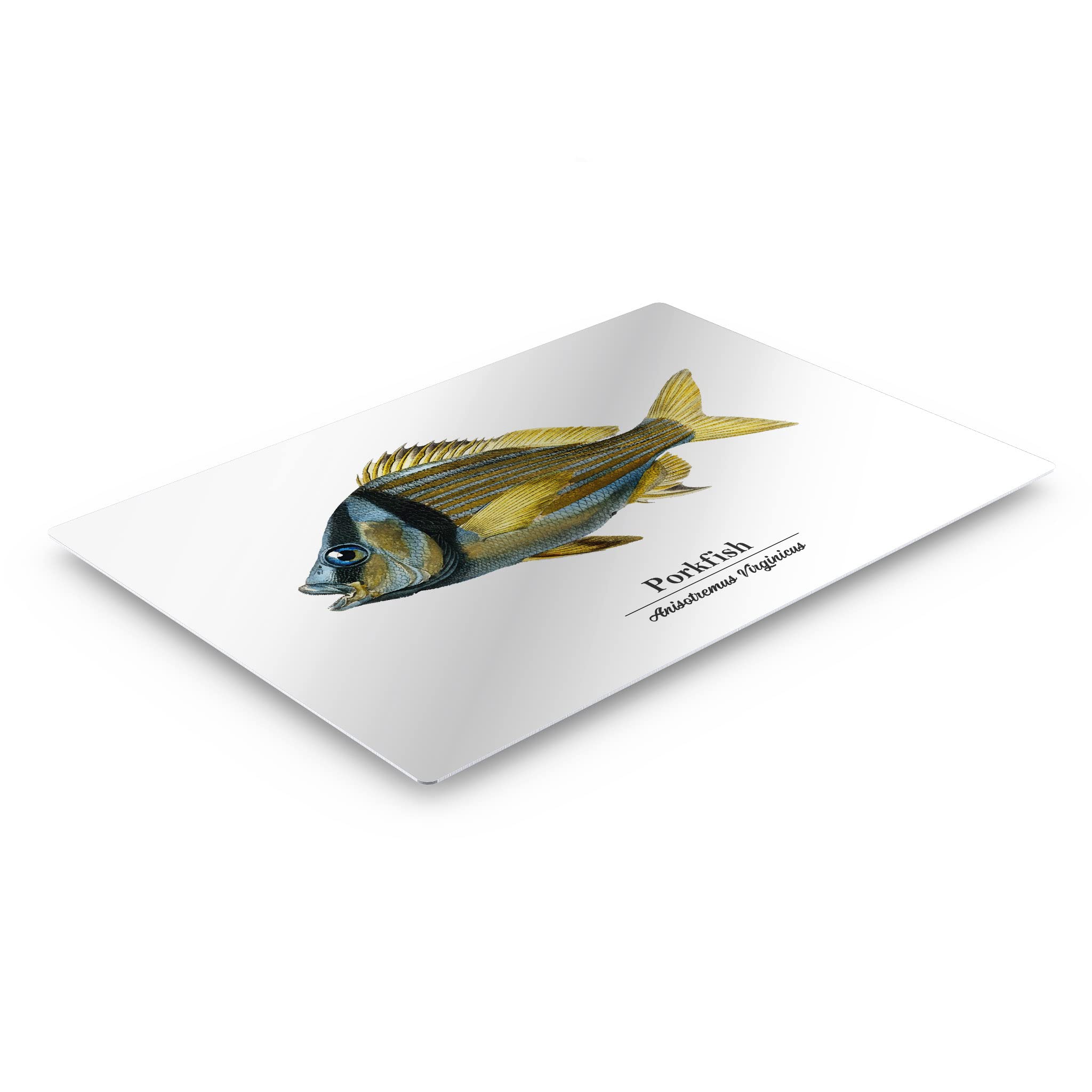 Smile Art Design Porkfish Anisotremus Virginicus Metal Wall Art - 30x40 Inch Ocean Themed Fish Painting for Coastal Decor, Nautical Bedroom, Living Room & Kids Room - Made in USA | Perfect for Beach House, Fishing Lodge & Marine Lover's Home Decor
