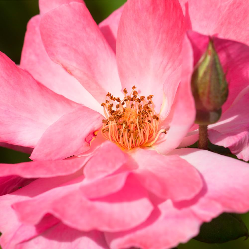 Clair Matin Pink Rose Bush - Heirloom Roses Live Outdoor Plant, Fragrant Shrub for Garden Landscaping & Home Decor