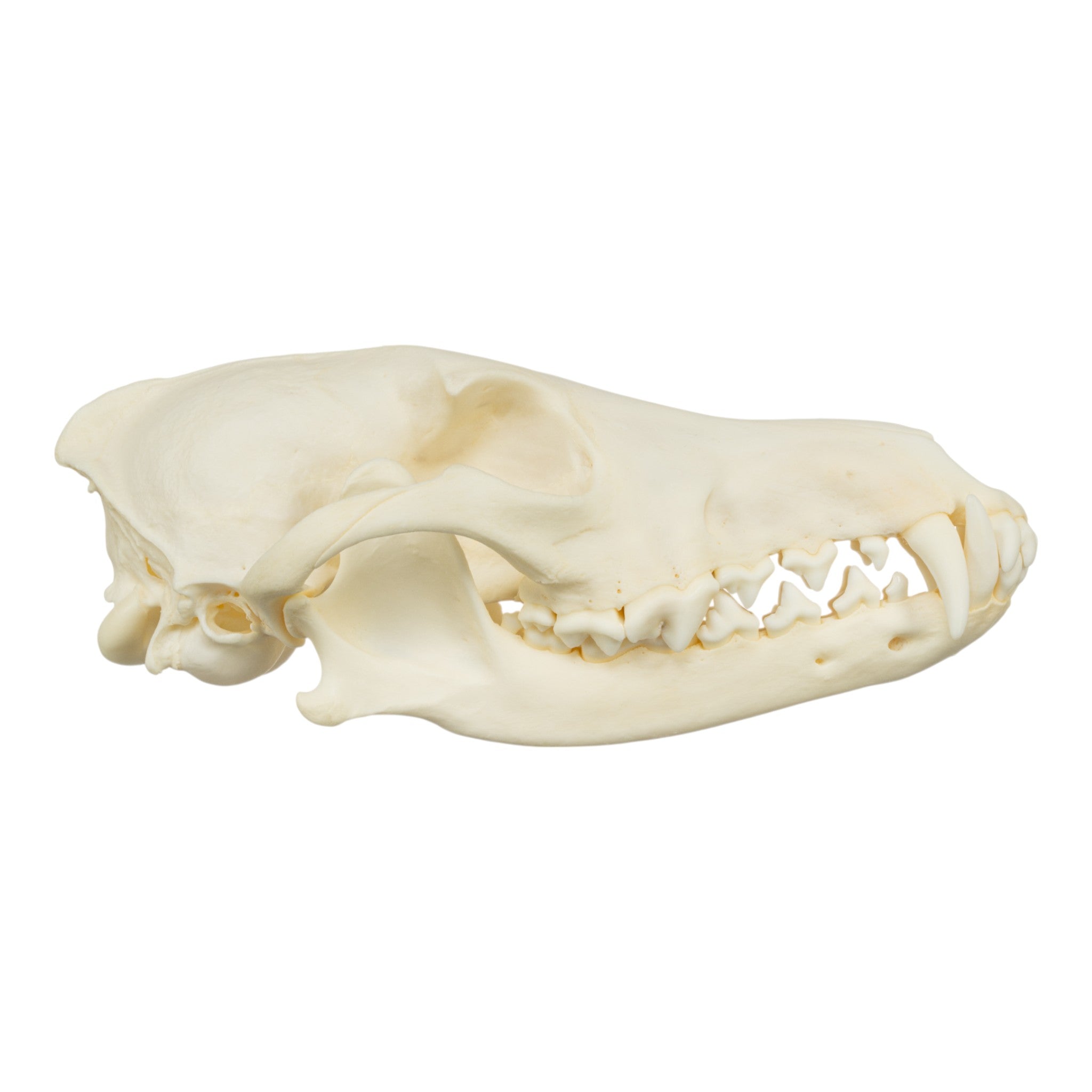 Authentic Real Coyote Skull - Taxidermy Specimen for Home Decor, Gothic Display, and Educational Use - Perfect for Halloween, Oddity Collections, and Science Classrooms