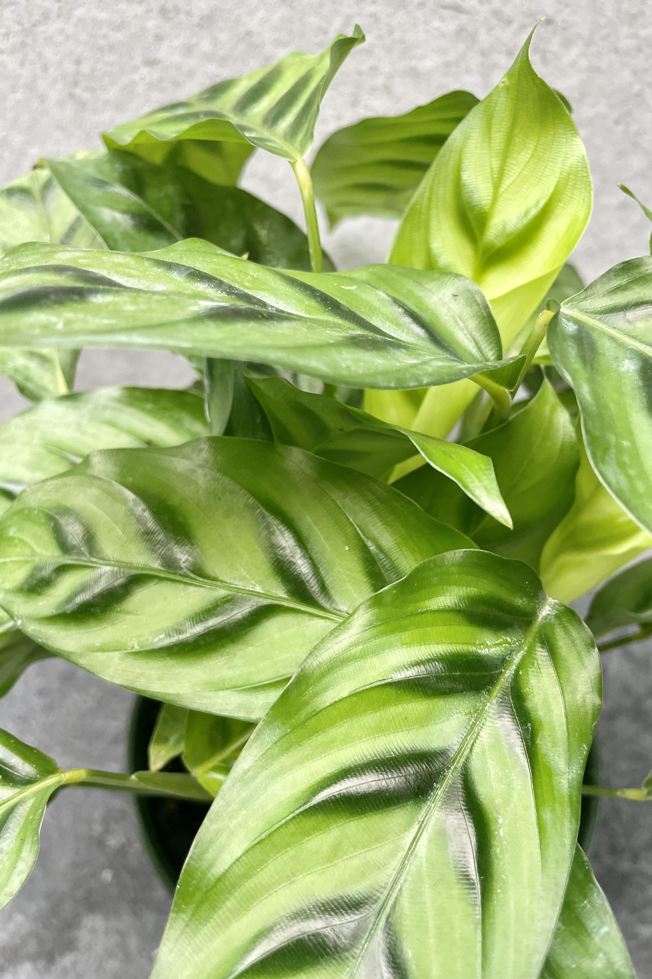 Calathea 'Leopardina' 6 Inch Live Plant - Rare Leopard Print Prayer Plant for Home & Office Decor - Low Light Indoor Houseplant for Bedroom, Living Room, or Bathroom
