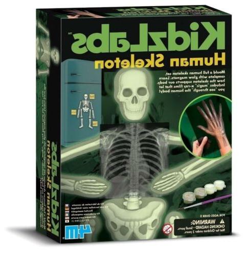 4M Glow Human Skeleton Science Kit - STEM Educational Toy for Kids, Learn Anatomy with Glow-in-the-Dark Bones - Perfect for Halloween Decor & Science Classroom Projects