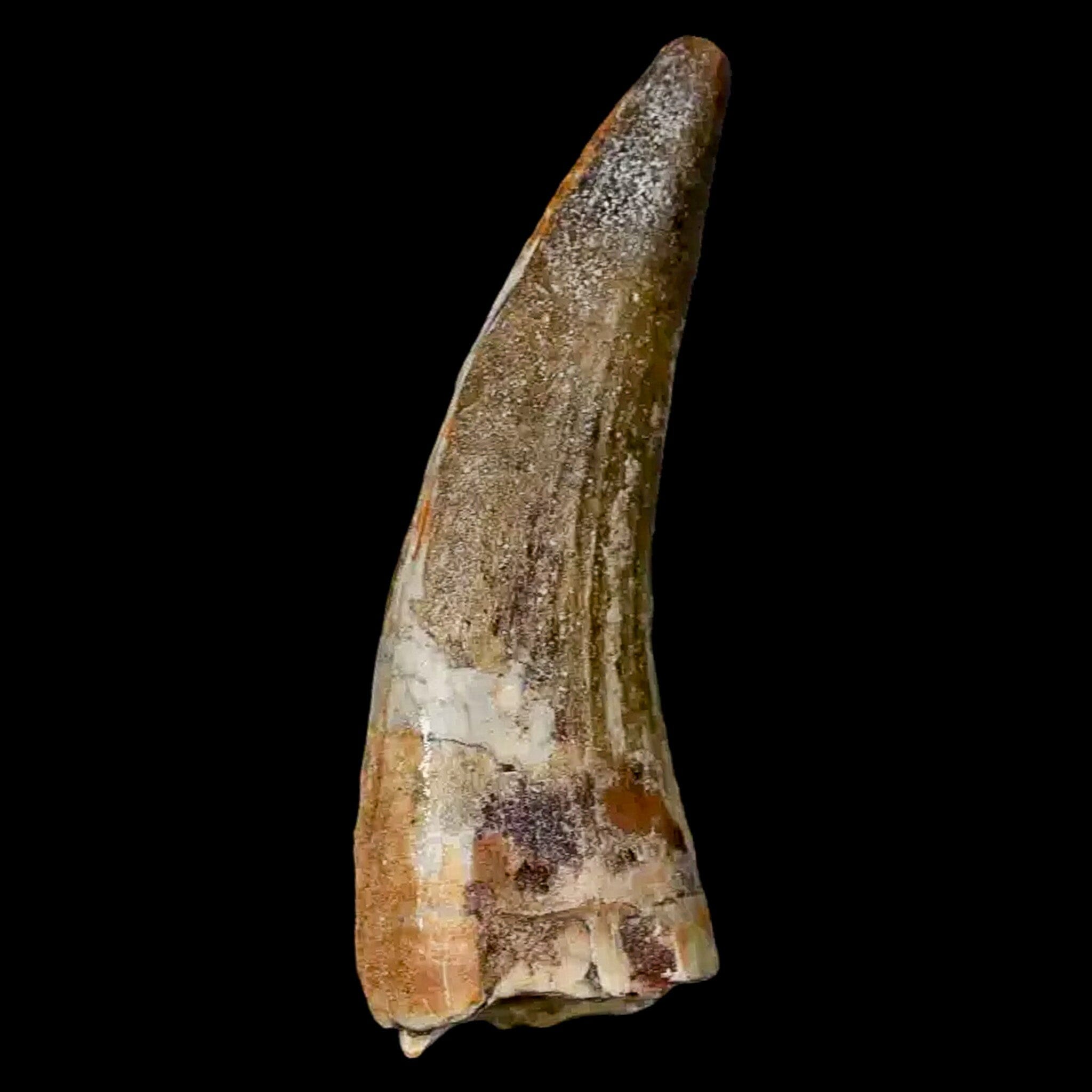 Authentic 2 Suchomimus Fossil Teeth - Cretaceous Spinosaurid Dinosaur Fossils from Niger with COA | Rare Dinosaur Collectibles for Paleontology Enthusiasts & Museum Displays
