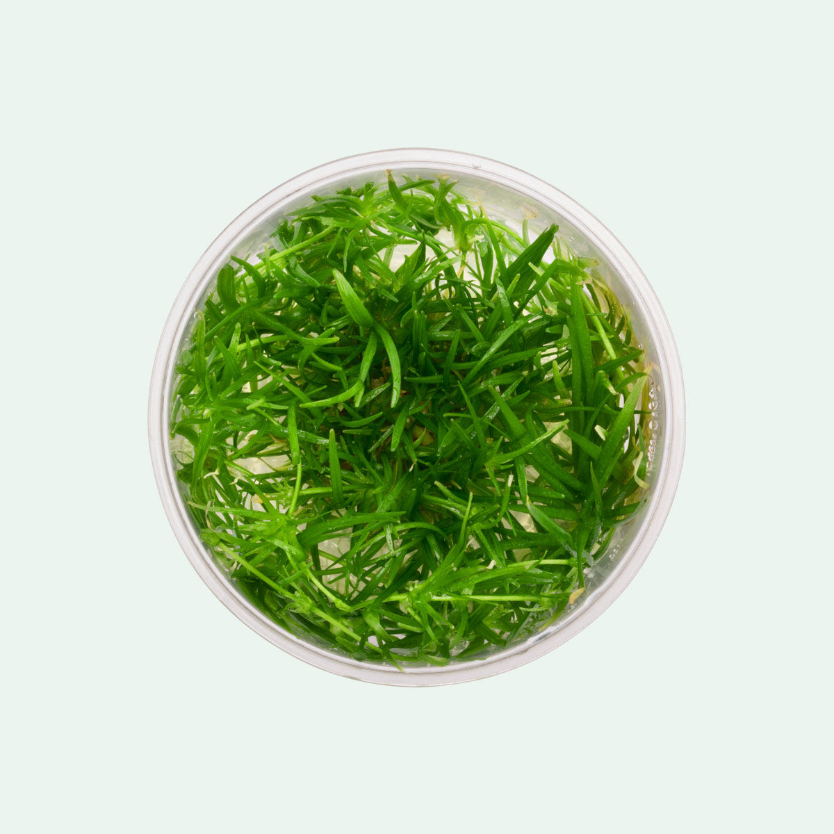 Echinodorus Tenellus - Dwarf Hairgrass Aquarium Plant for Freshwater Fish Tanks | Perfect for Aquascaping, Foreground Planting & Nano Tanks