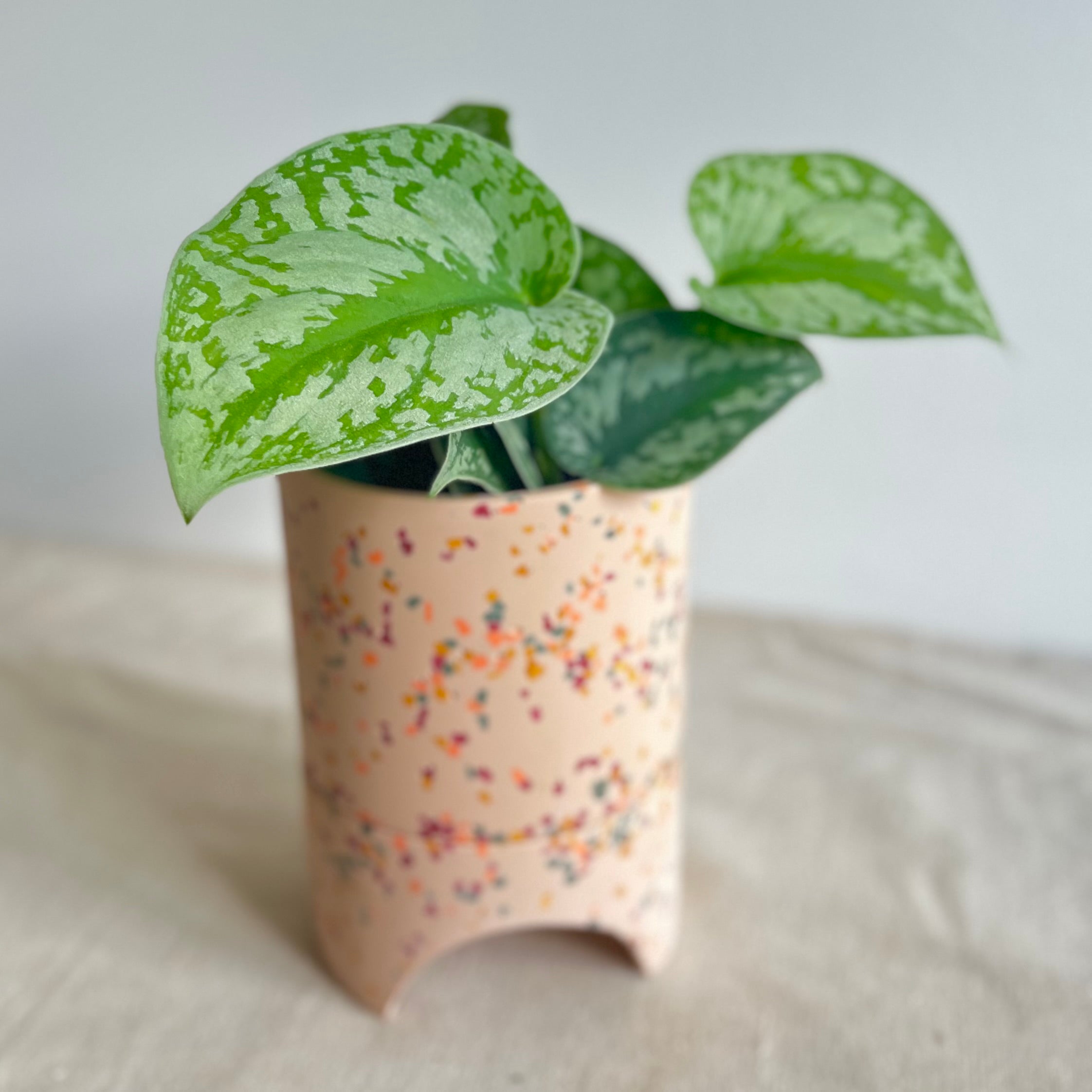 Capra Designs Modern Planter with Silver Pothos - Stylish Indoor Plant Pot for Home Decor, Office & Living Room