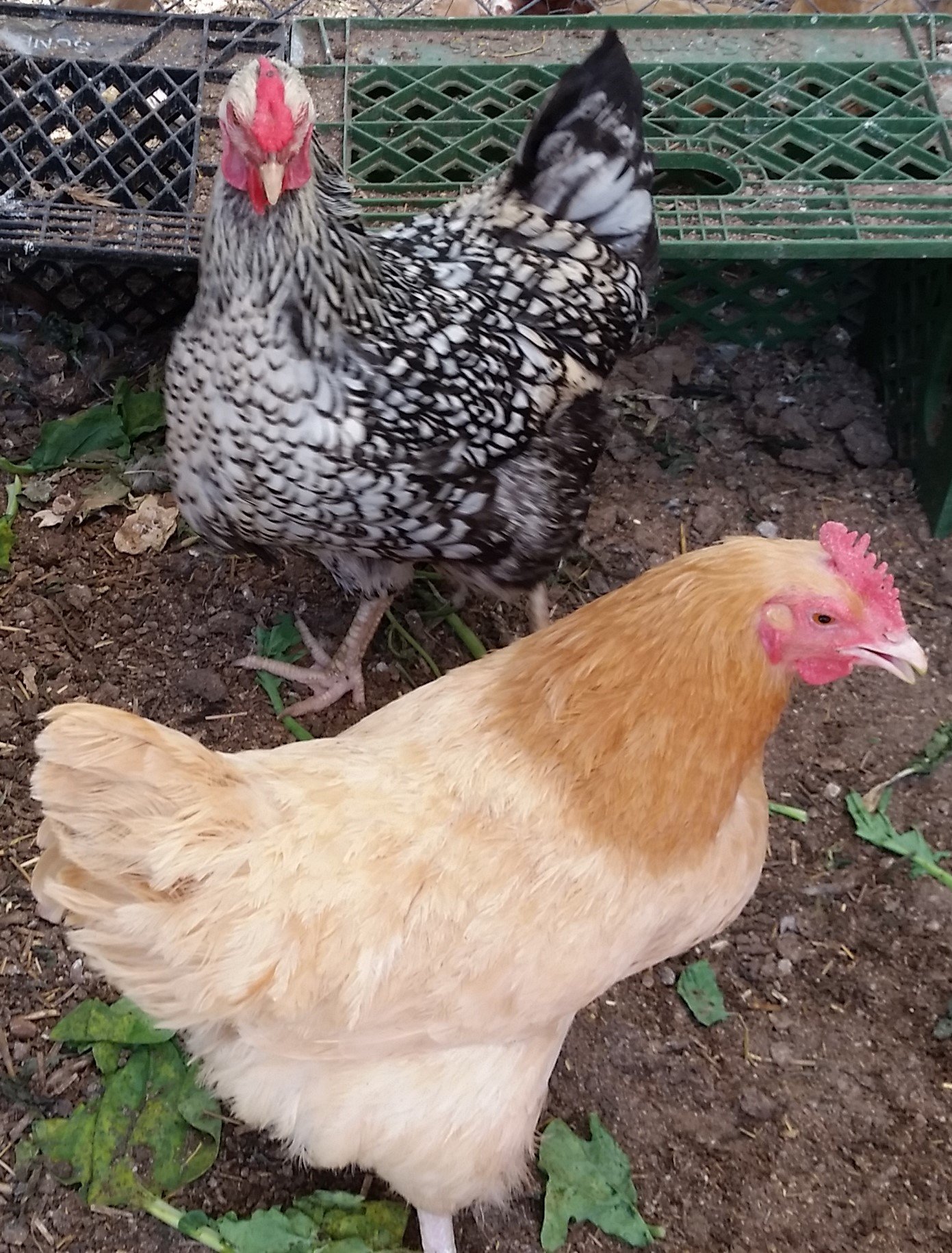 6 Fertile Chicken Hatching Eggs for Backyard Farming & Homesteading | Fresh Poultry Breeding Eggs for Incubation