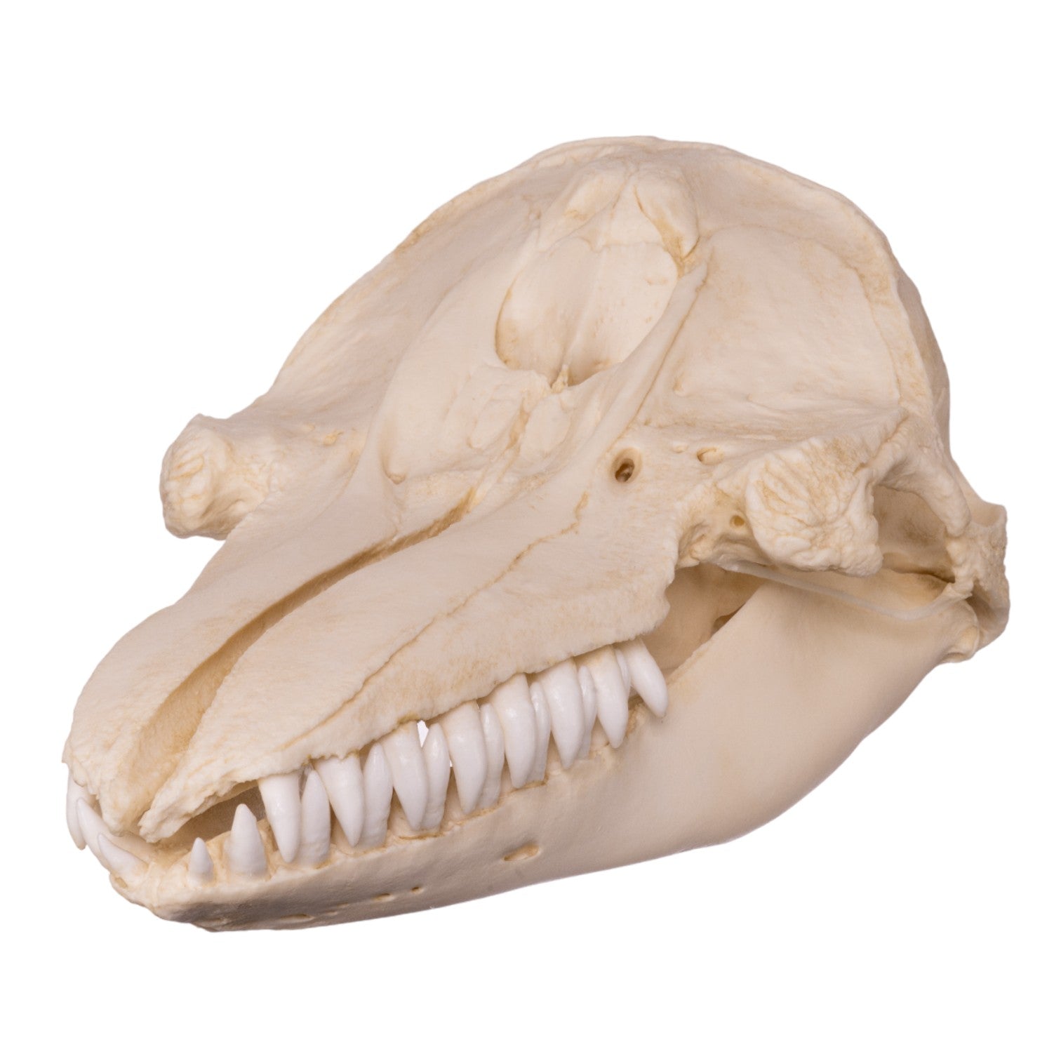 Replica False Killer Whale Skull - Lifelike Marine Animal Skull Model for Home Decor, Educational Display & Halloween Props