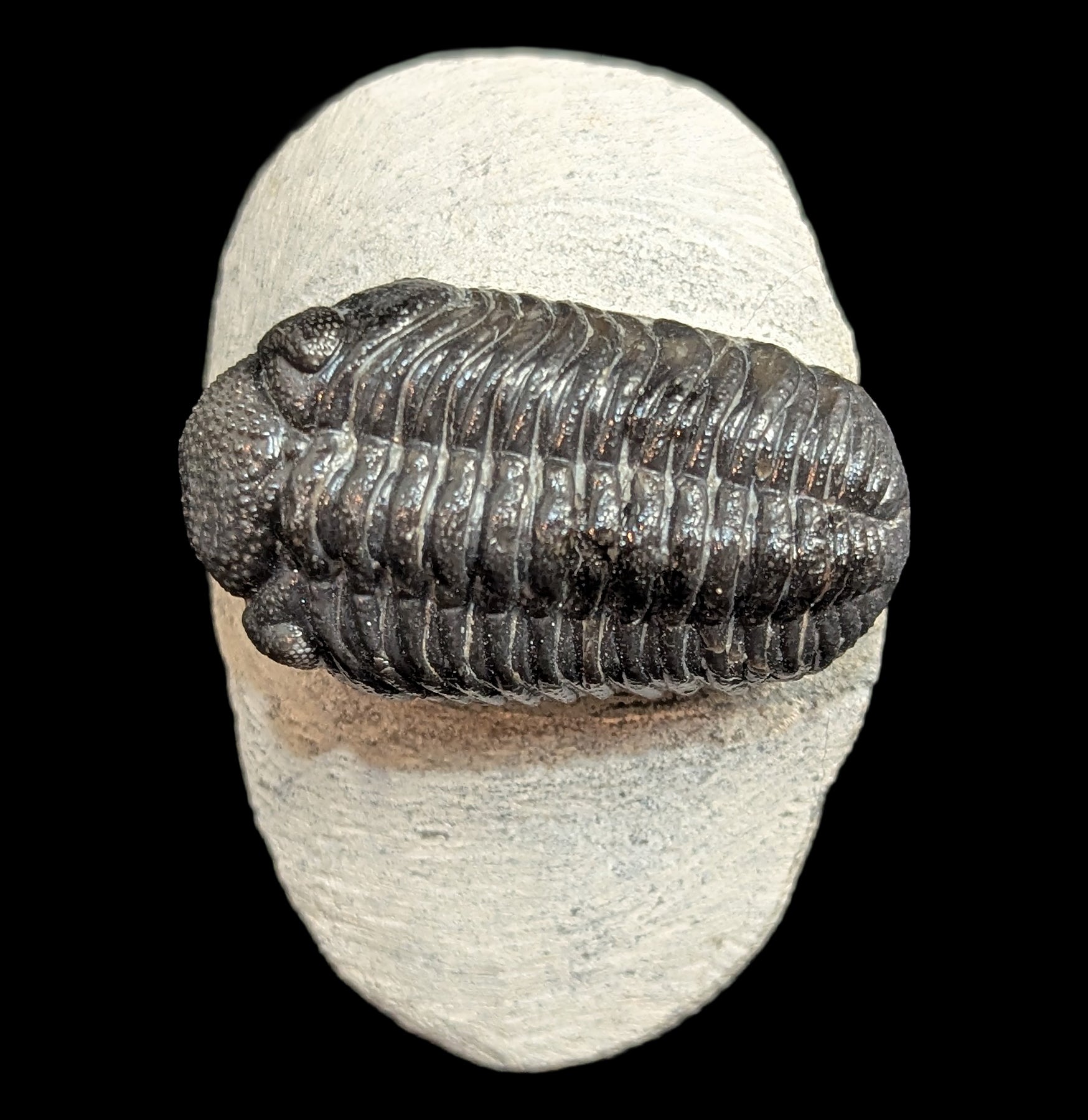 Authentic Phacops Rana Trilobite Fossil in Matrix - Rare Devonian Era Specimen for Collectors & Science Education - Perfect for Home Display, Classroom Teaching & Paleontology Studies