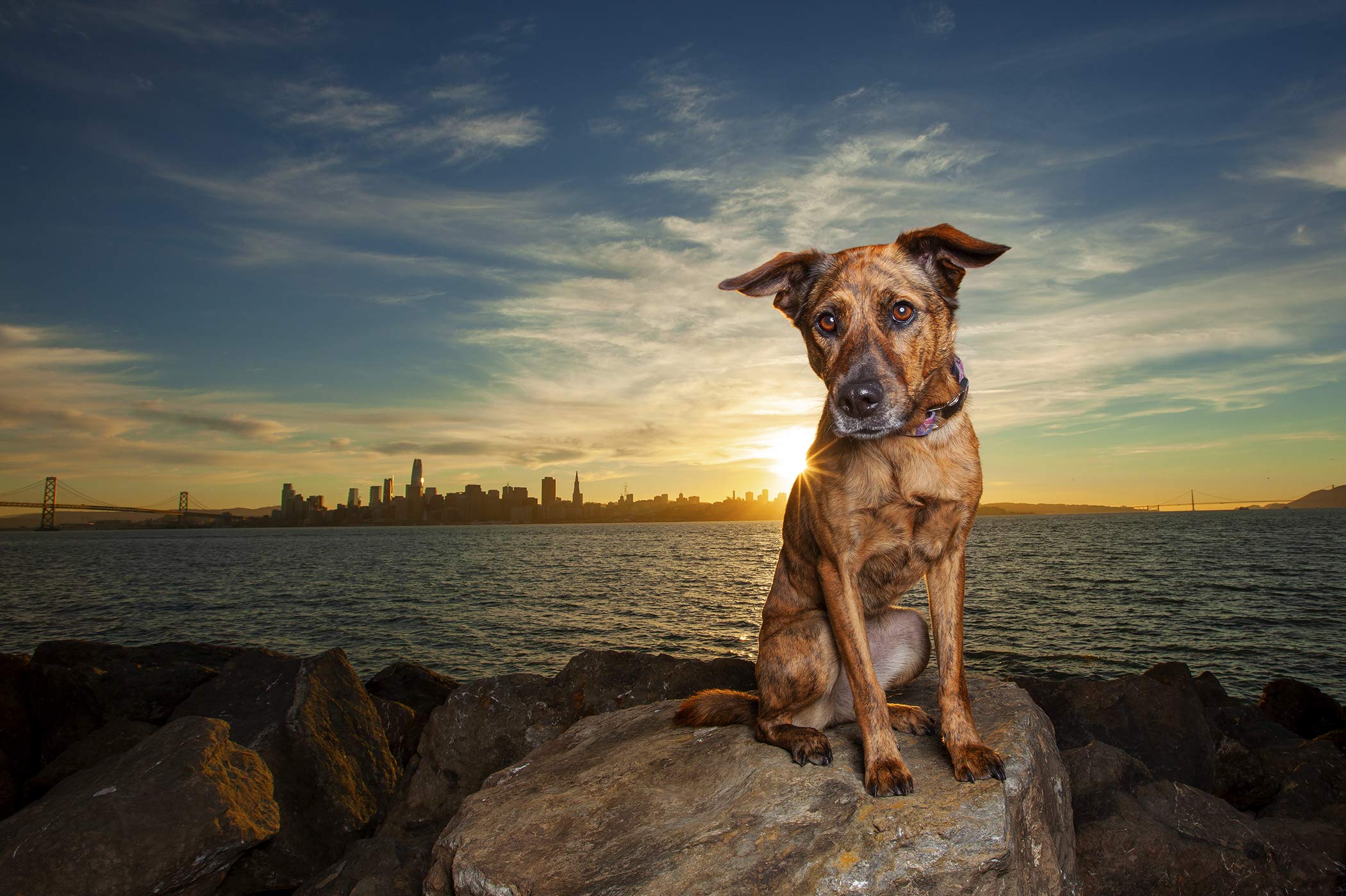 49 Dogs and One Cat: The Insider's Guide to San Francisco Travel Book - Perfect for Tourists, Locals & Pet Lovers Exploring California