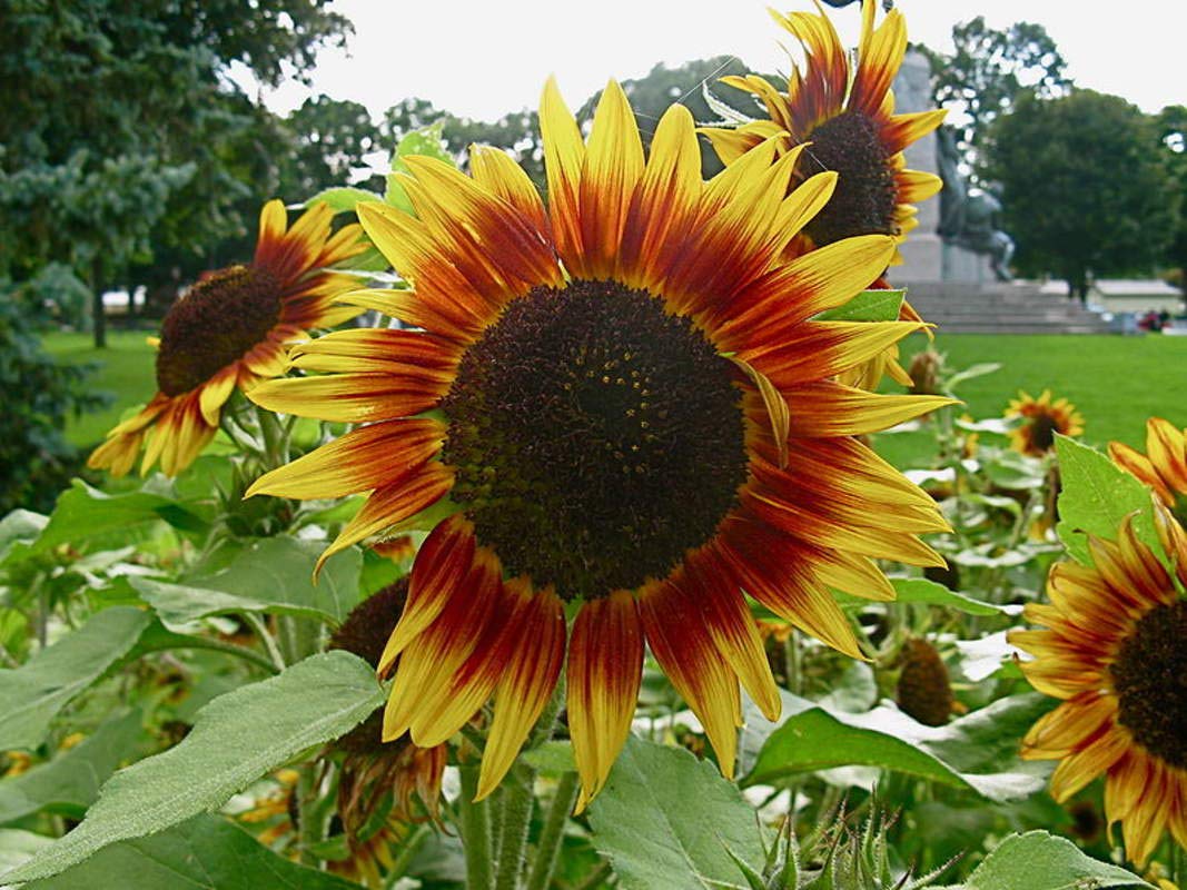 Dwarf Red Giant Sunflower Seeds (20 Pack) - Exotic Red Sunflower with Multiple Heads per Plant, Vibrant & Eye-Catching Autumn Beauty - Perfect for Home Gardens, Landscaping & Floral Arrangements