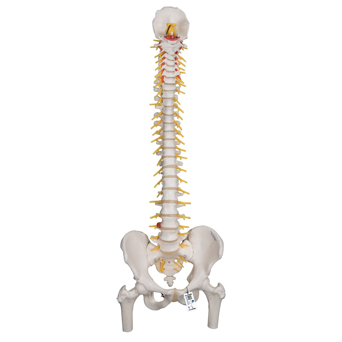 Premium Flexible Spine Model with Femur Heads - Anatomical Study Tool for Medical Students, Chiropractors & Physical Therapists - Perfect for Classroom, Clinic & Training Demonstrations