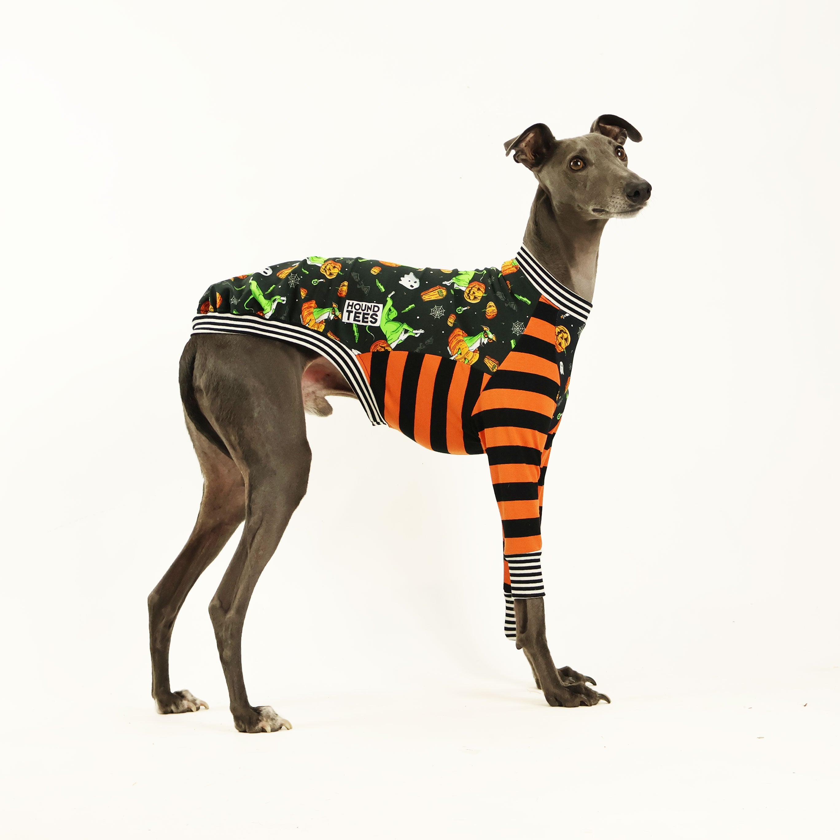 Pumpkin Head Whippet Dog Long Sleeve T-Shirt - Cute Hound Graphic Tee for Dog Lovers - Perfect for Halloween, Fall Outfits & Casual Wear