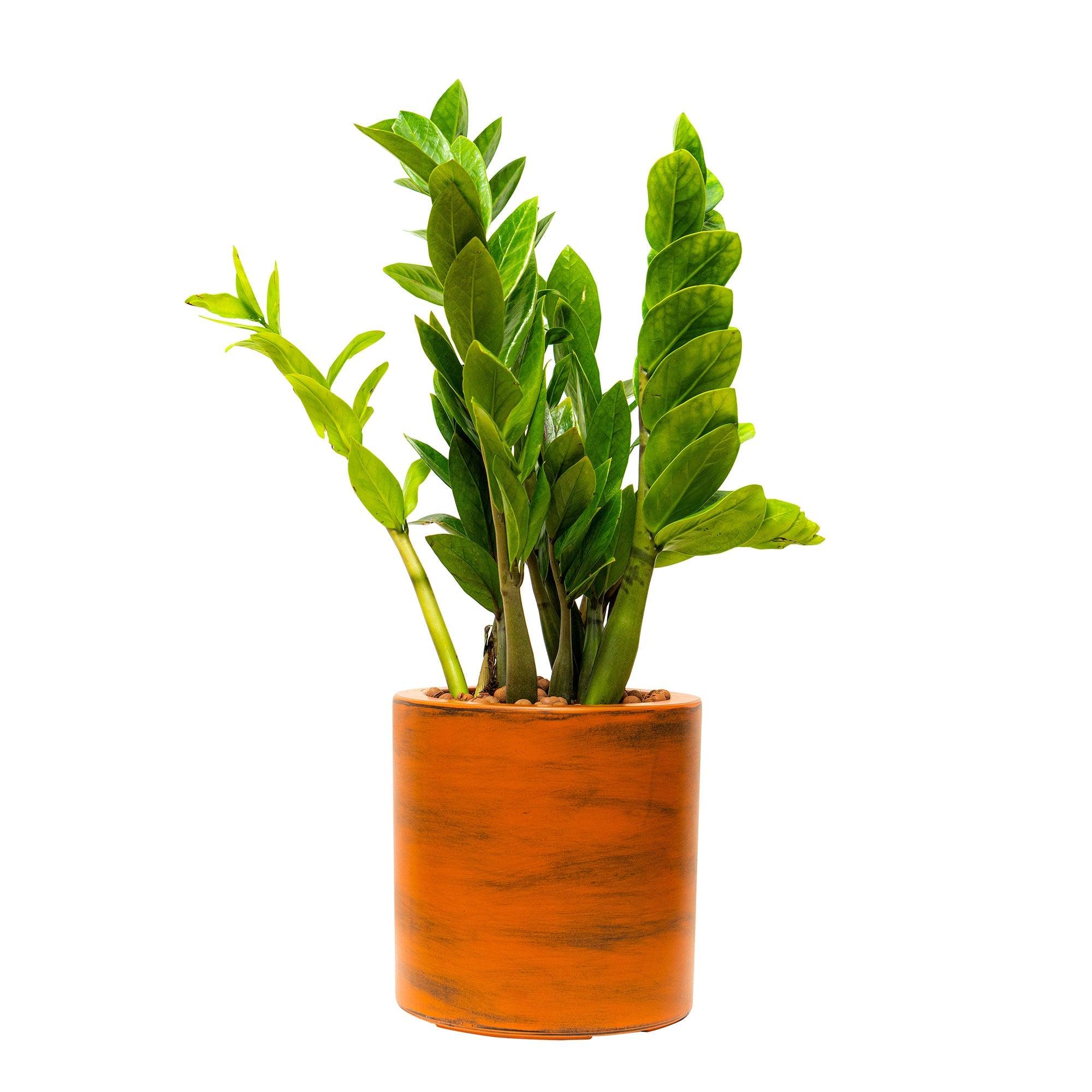 CATLEZA Round Planter - Modern Decorative Flower Pot for Indoor Plants, Succulents & Home Decor - Perfect for Living Room, Office & Garden Decorations