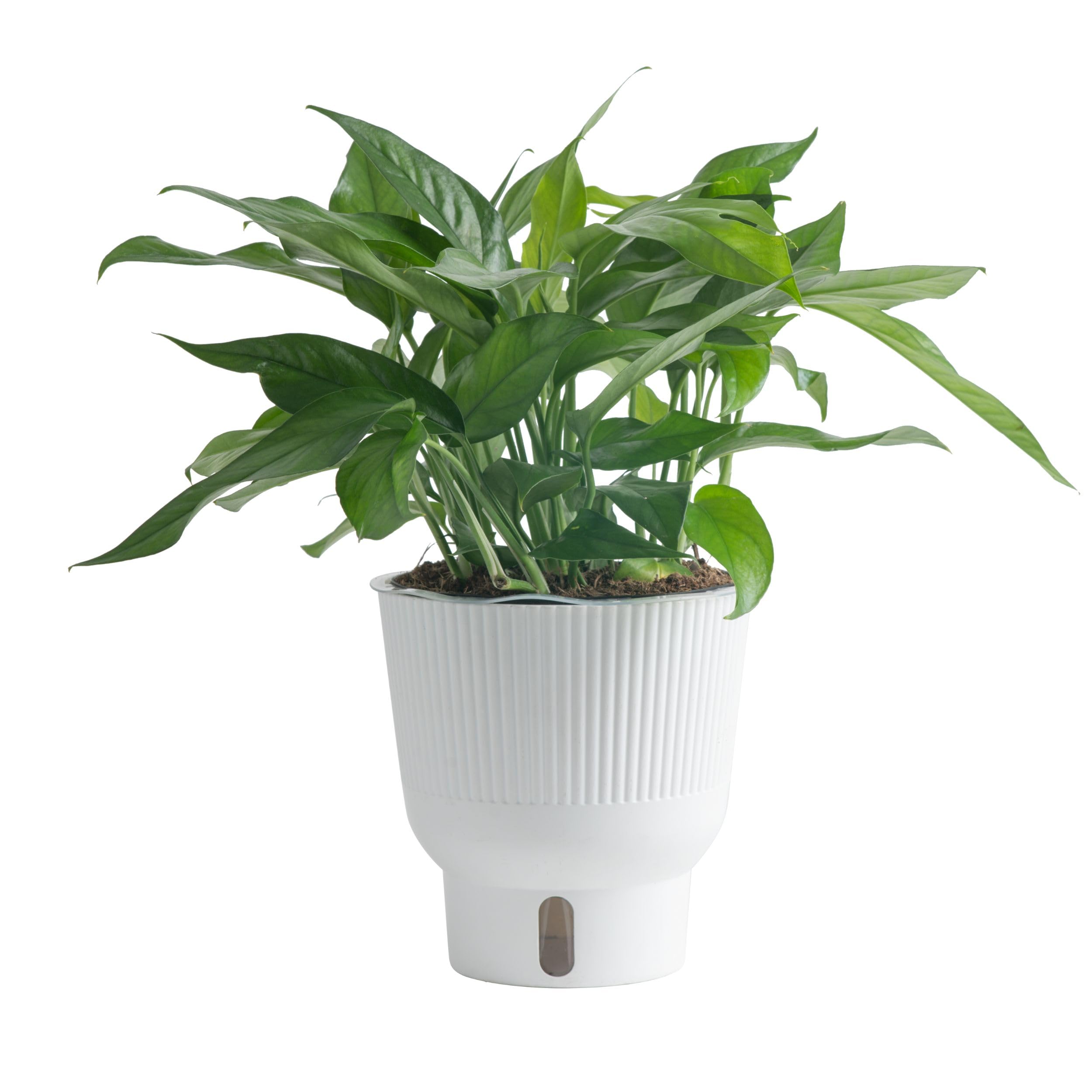 Costa Farms Baltic Blue Live Pothos Plant - Indoor Houseplant in Decorative Pot, 1 Foot Tall for Home & Office Decor | Perfect for Tabletop, Shelves & Low-Light Spaces