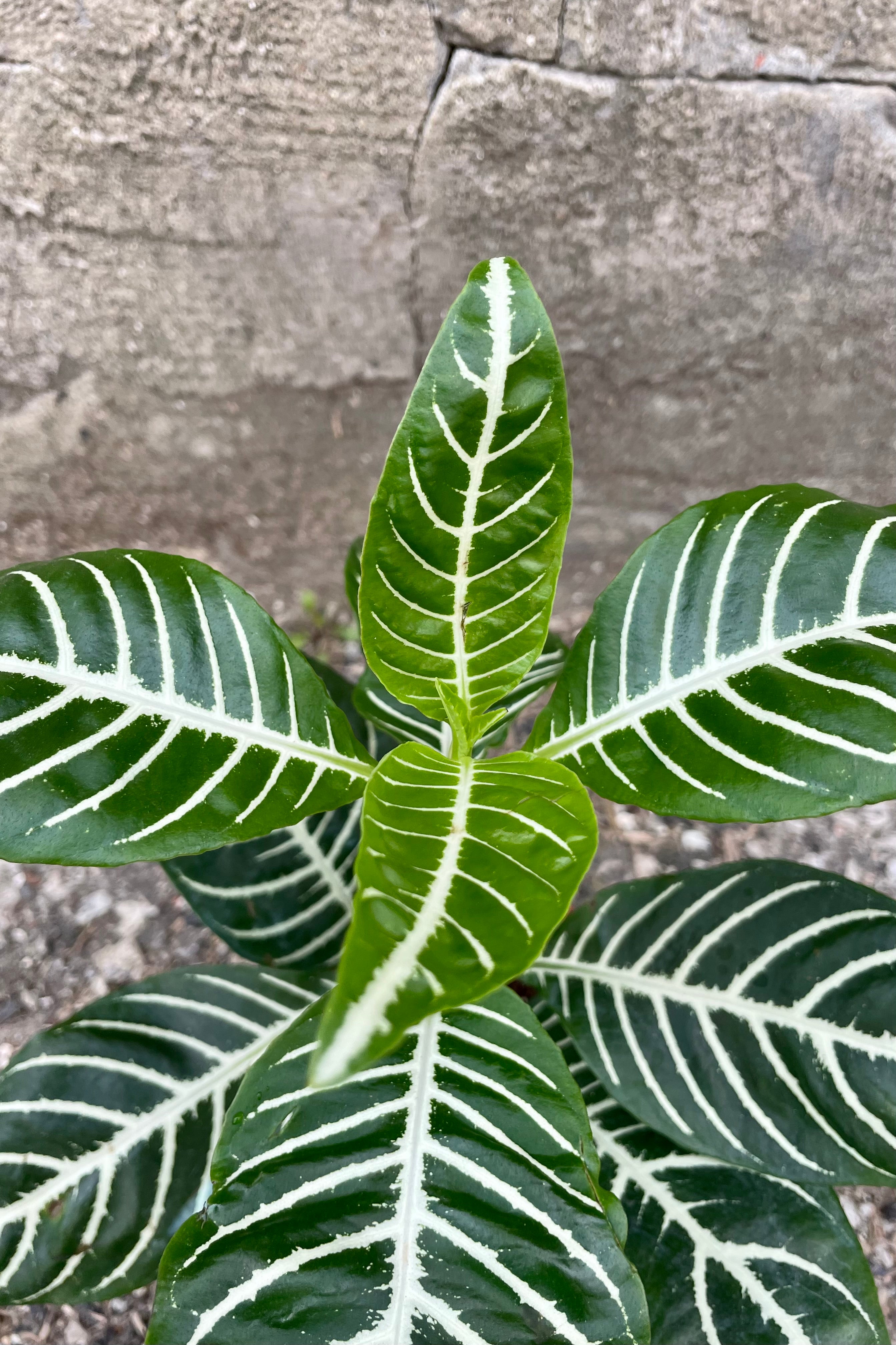 Aphelandra Squarrosa Zebra Plant - 4