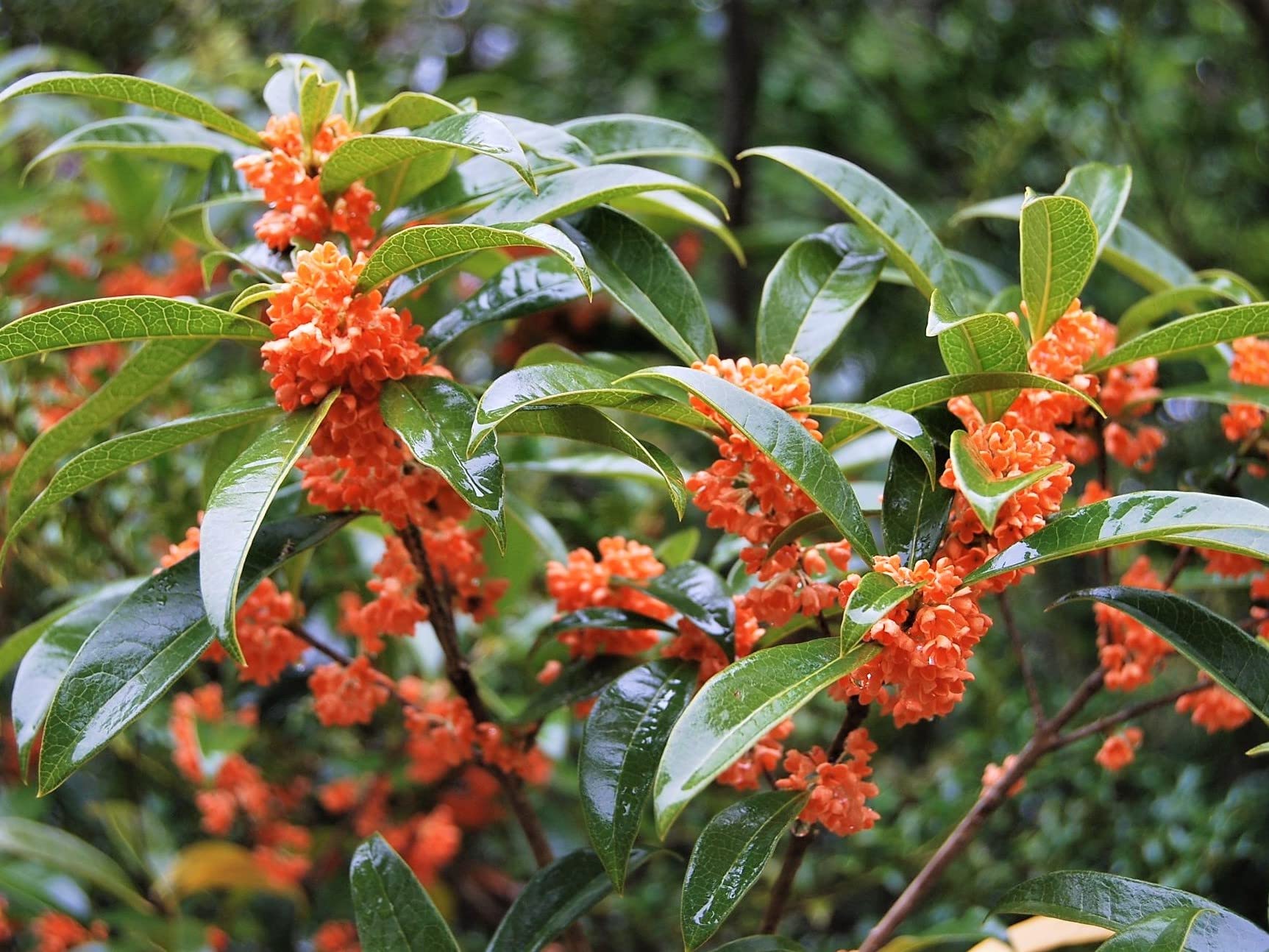 Fragrant Tea Olive (Osmanthus) Plant - Red Flowering, Quart Pot | Sweet-Scented Evergreen Shrub for Landscaping, Hedges & Patio Decor