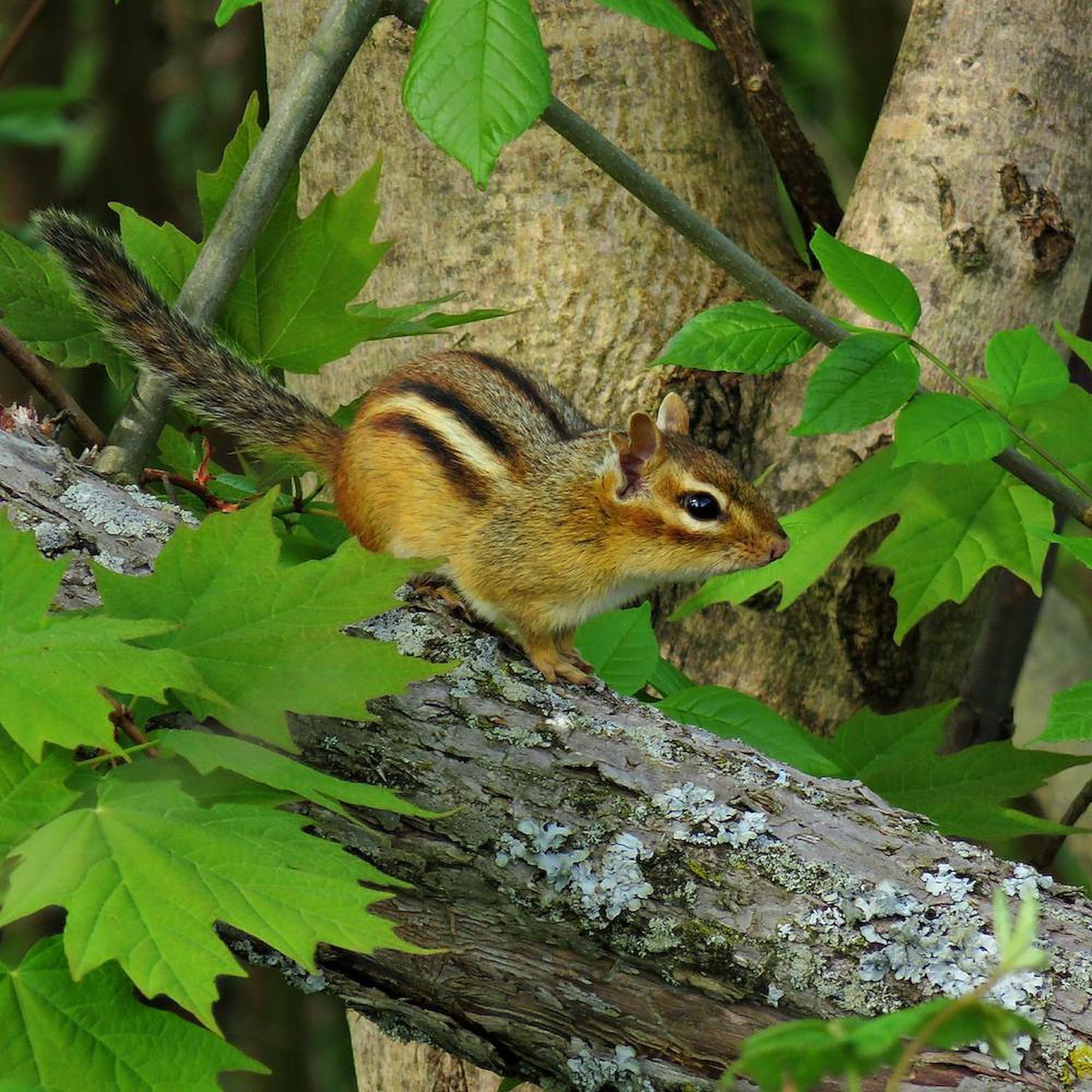 Roaming Chipmunk 11 oz Ceramic Coffee Mug (325 ml) - Perfect for Home, Office & Gifts | CafePress