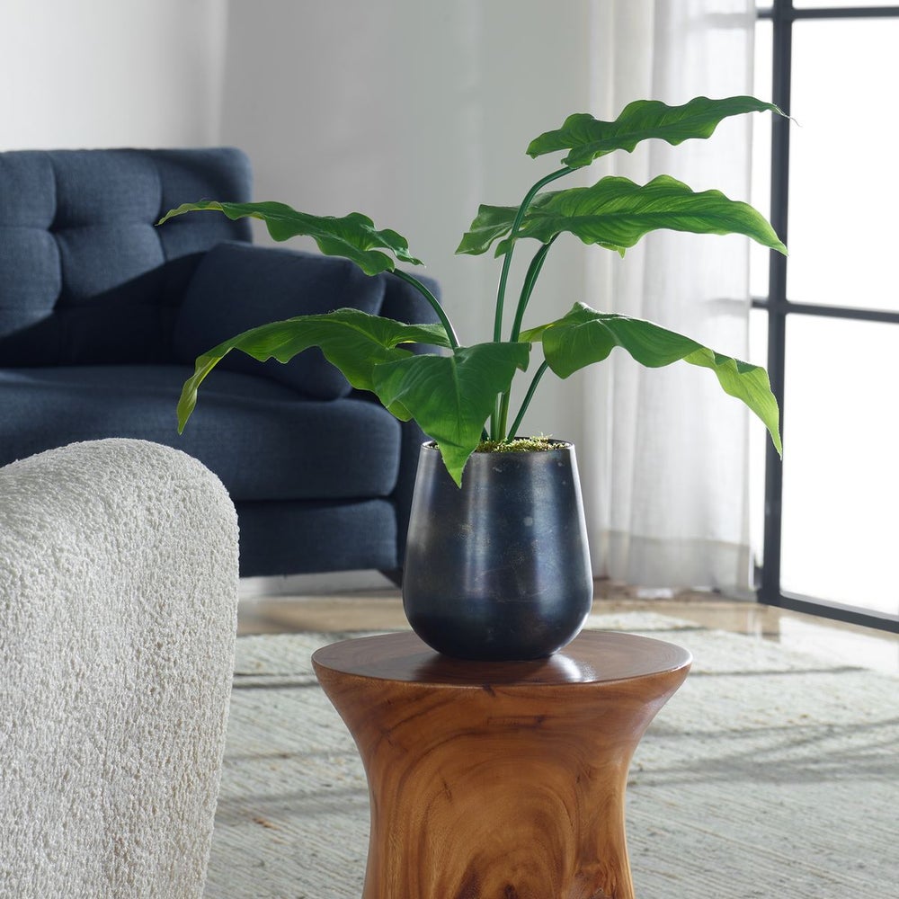 Beautiful Mauritius Mari Calla Lily Plant - Exotic Tropical Flower for Home Decor, Wedding Bouquets & Garden Landscaping