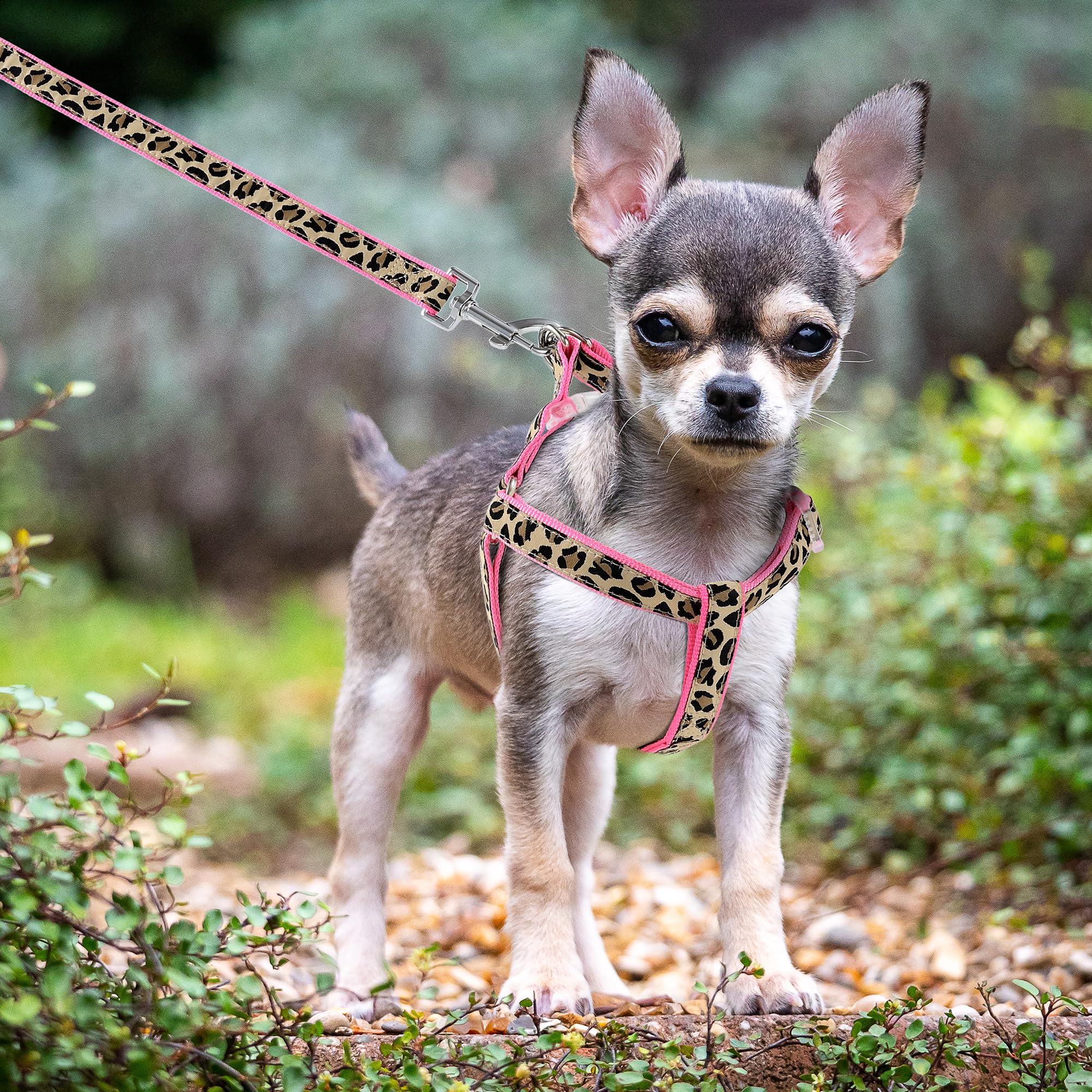 Mile High Life Dog Collar, Harness and Leash Set - Leopard Print Pet Accessories for Small Medium Large Dogs | Durable Nylon Walking Gear for Daily Walks, Training & Outdoor Adventures
