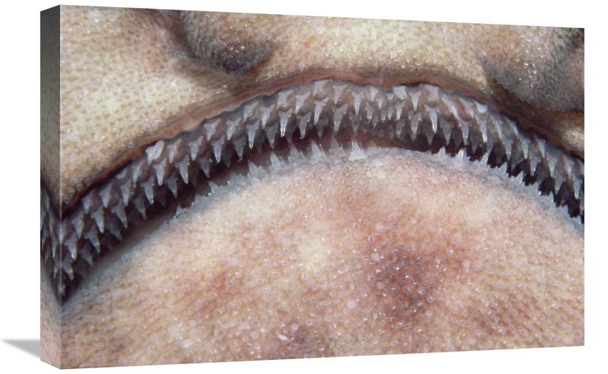 Global Gallery Swell Shark Teeth Close-Up Canvas Art Print - 24x16 Inch Wall Decor for Living Room, Office & Beach House