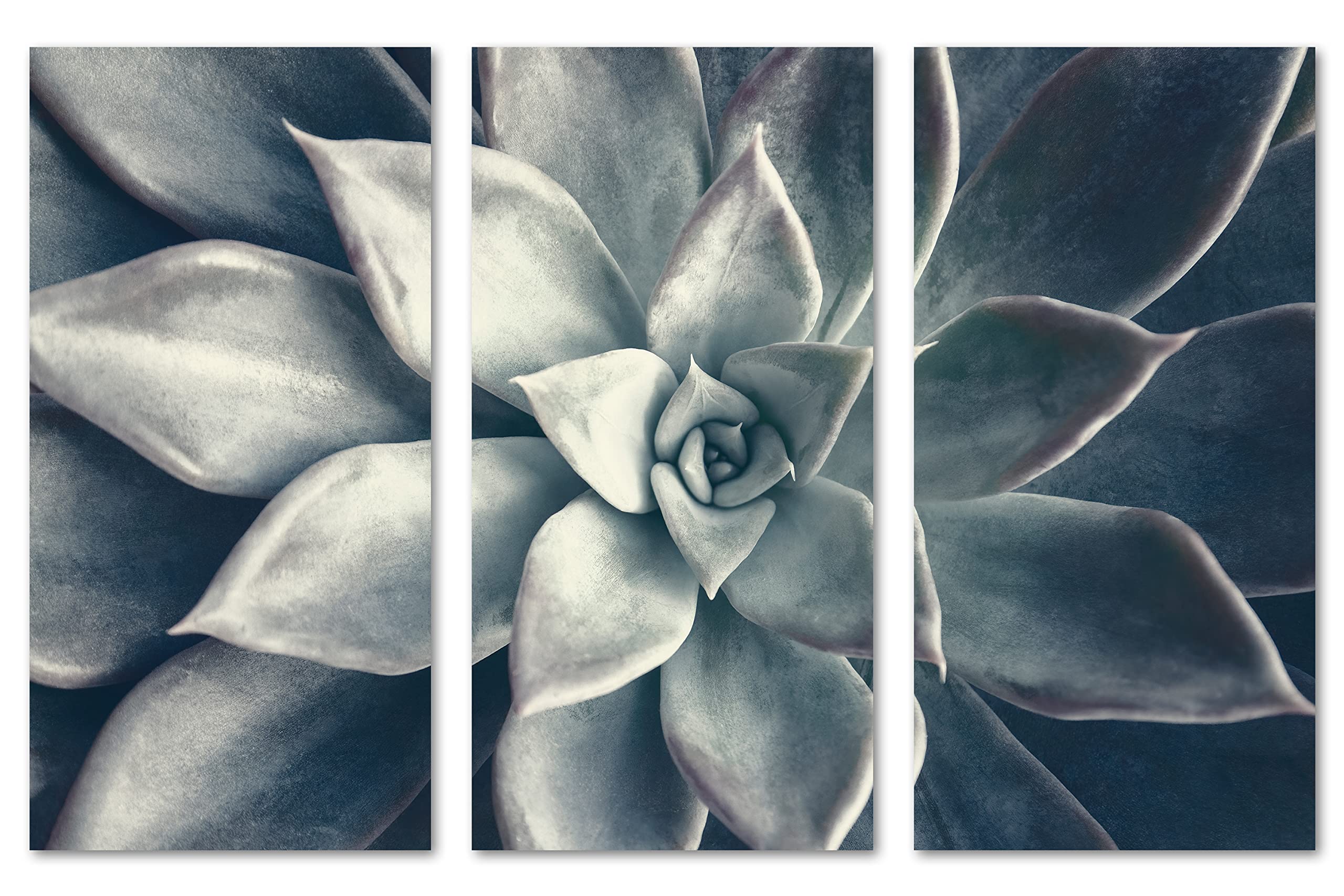 24x16 TOTAL - Echeveria Succulent Canvas Print Wall Art in Dark Teal | 3-Panel Split Botanical Plant Decor | Perfect for Living Room, Bedroom & Office Decor
