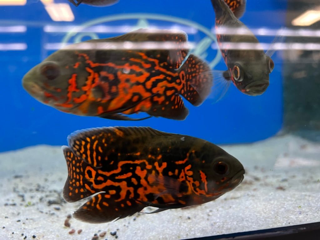 Premium Red Tiger Oscar Cichlid Fish - Live Freshwater Aquarium Fish for Home & Office Tanks - Perfect for Tropical Fish Enthusiasts & Aquascaping