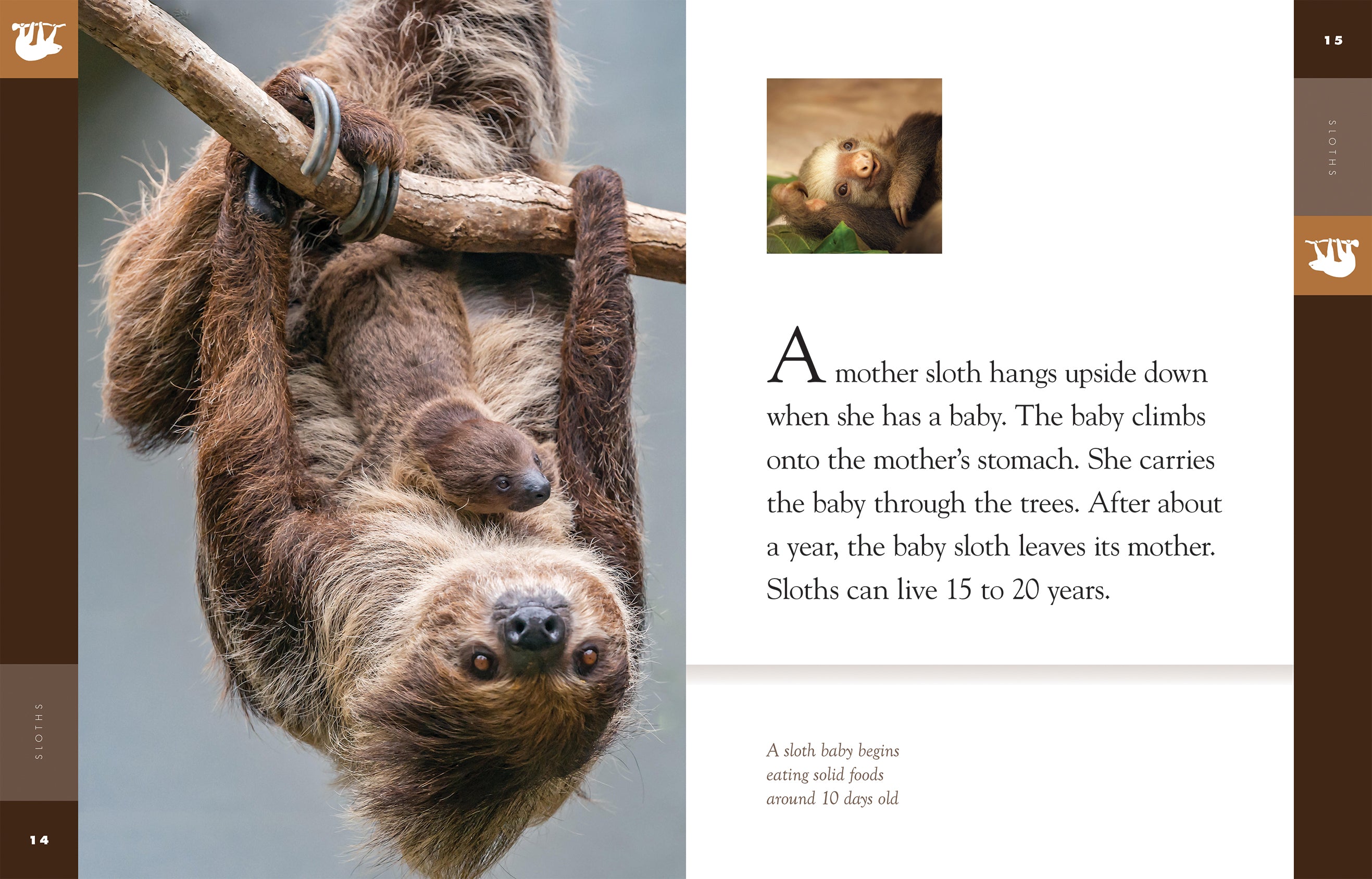 Amazing Animals (2014) - Sloths Documentary | Wildlife Nature Film | Perfect for Animal Lovers & Educational Screenings