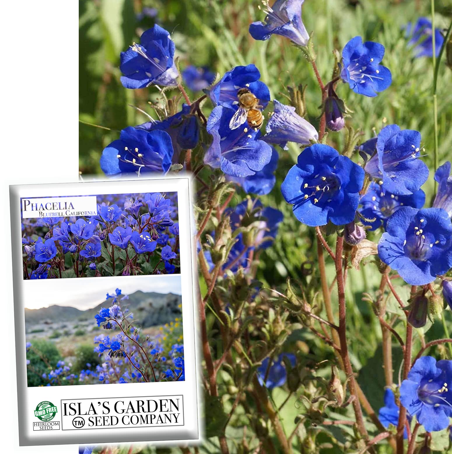 California Bluebell Flower Seeds (Phacelia campanularia) - 1000+ Non-GMO Heirloom Seeds for Planting by Isla's Garden Seeds | Perfect for Home Gardens, Landscaping & DIY Gift Ideas