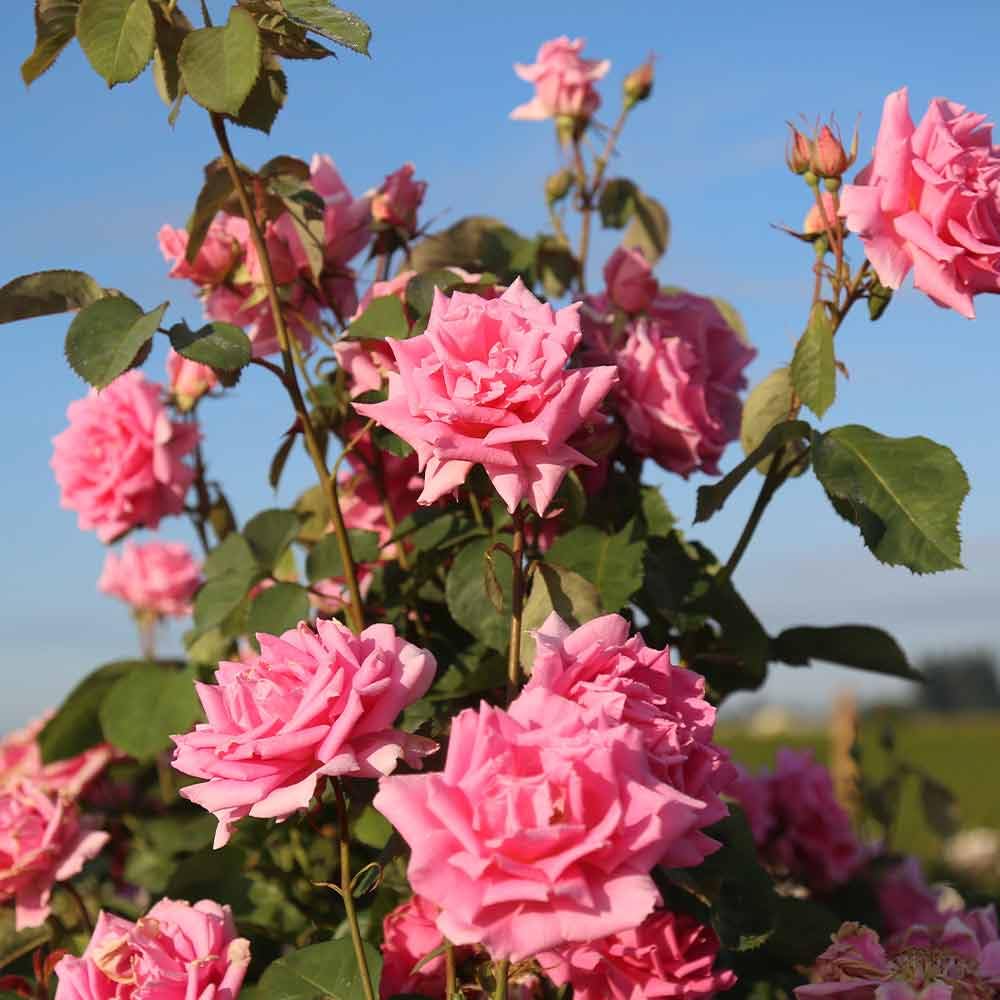 Aunt Honey Pink Rose Bush - Heirloom Roses Hardy Live Outdoor Plant for Garden, Landscaping & Home Decor | Perfect for Planting in Flower Beds, Borders & Containers