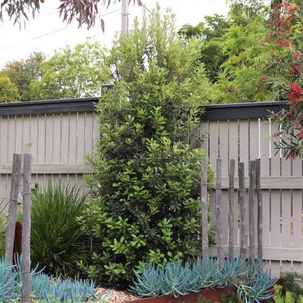 Banksia integrifolia 'Sentinel' - Coastal Native Australian Plant for Drought-Tolerant Landscaping | Perfect for Seaside Gardens, Xeriscaping & Wildlife Habitats