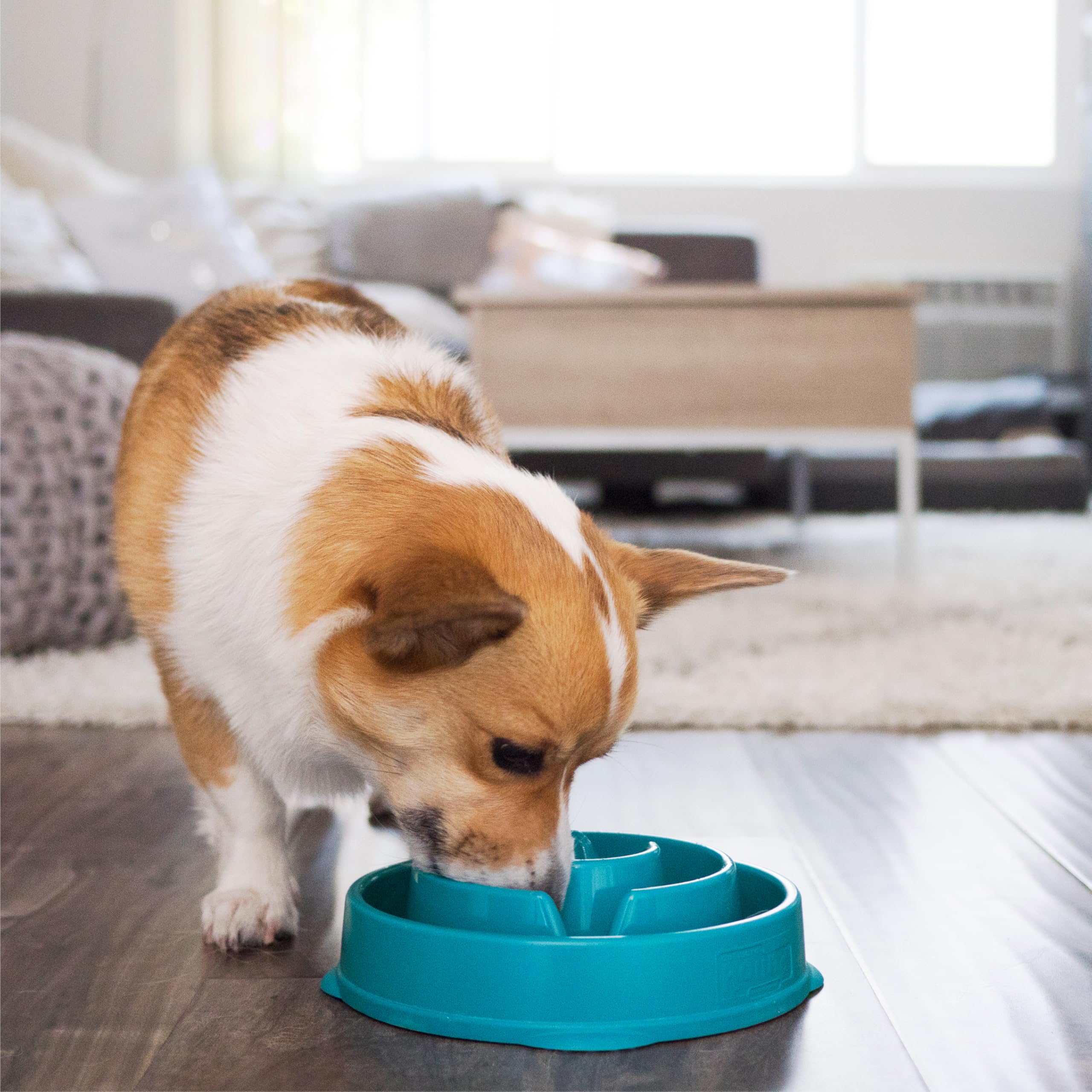 Outward Hound Fun Feeder Slo Bowl - Slow Feeder Dog Bowl for Medium & Small Dogs, Turquoise - Prevent Fast Eating & Bloat for Pets - Perfect for Mealtime & Training