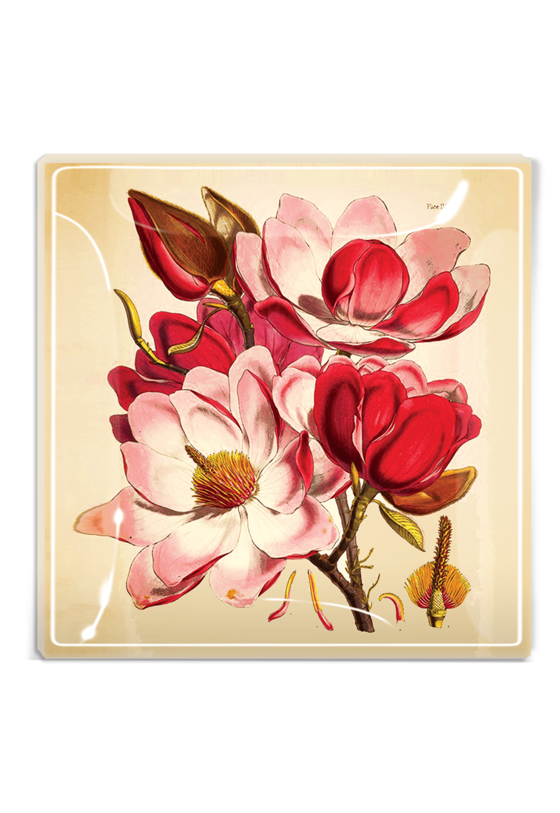 Emilie Pink Magnolia Decoupage Glass Serving Tray - Elegant Floral Decorative Tray for Tea Parties, Bridal Showers & Home Decor