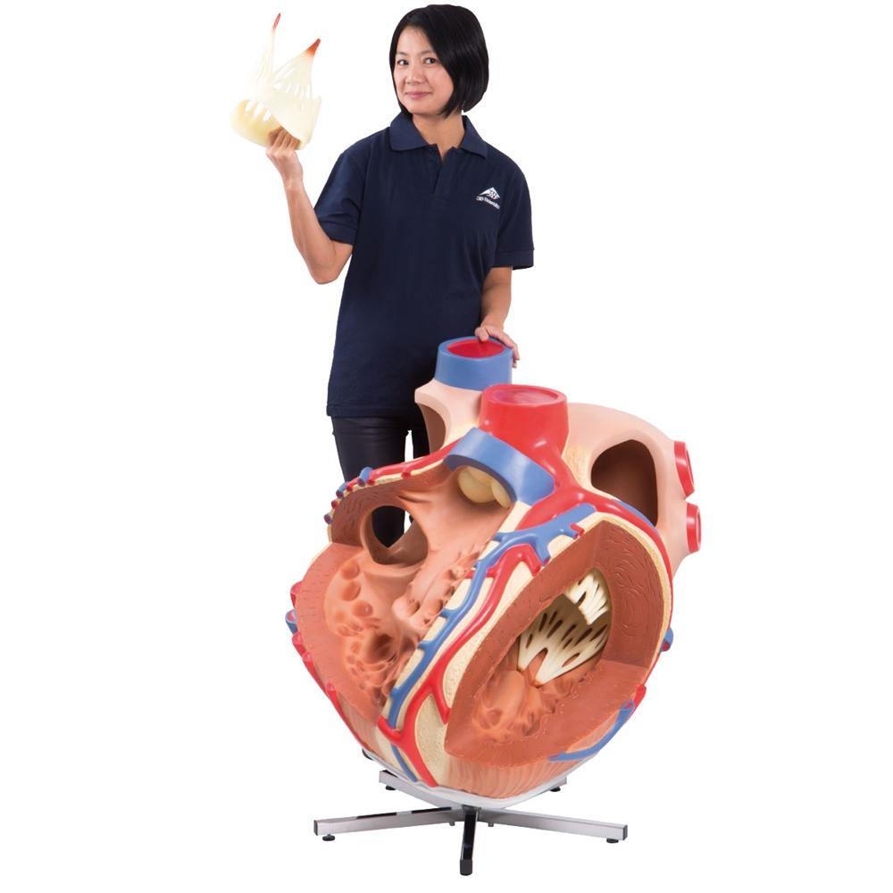 Giant Heart Model - 8X Life Size Human Heart Anatomy for Medical Education & Display | Perfect for Classrooms, Labs & Doctor Offices