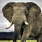 Wild Elephant