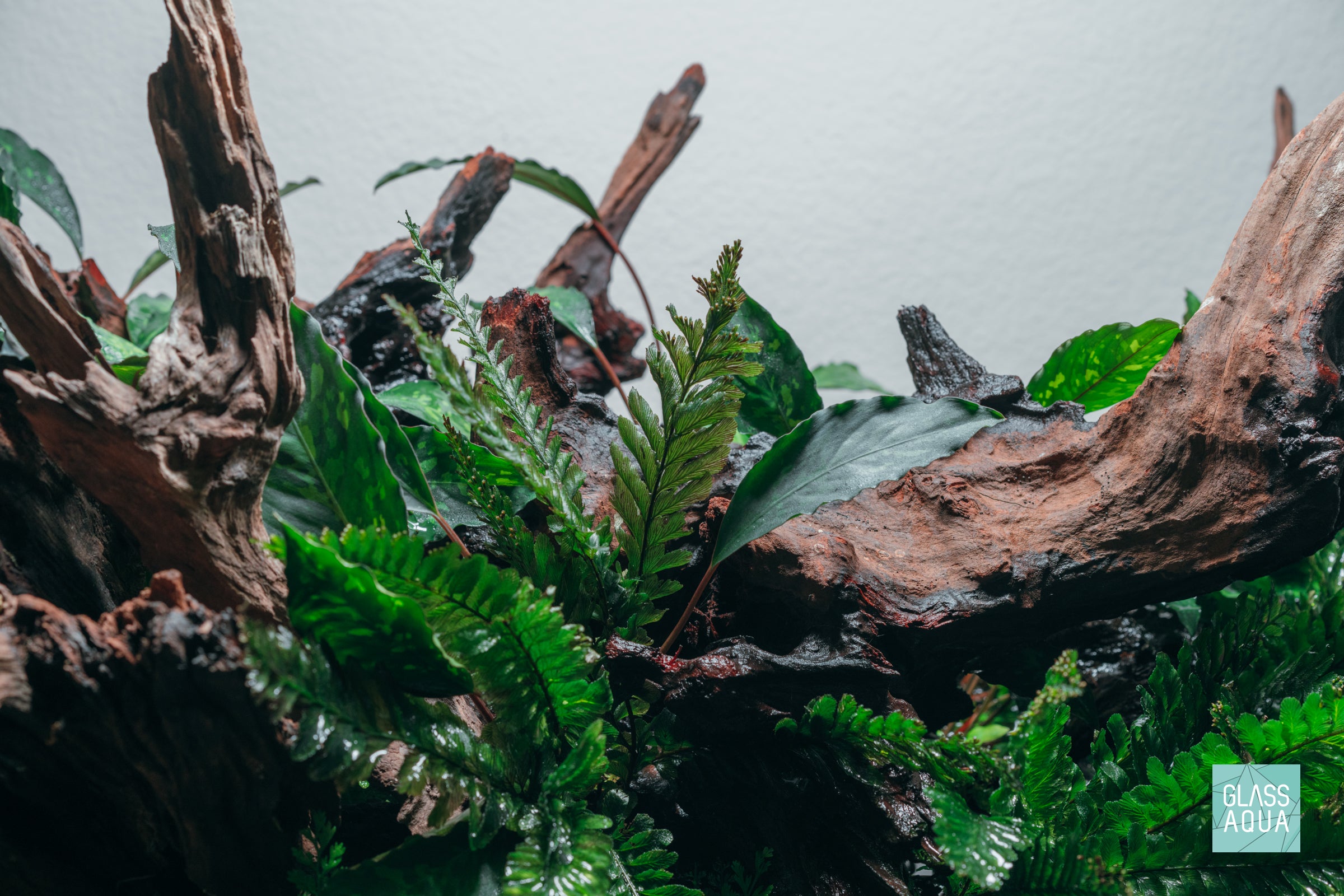 Trichomanes Javanicum Fern - Rare Tropical Fern Plant for Home & Garden Decor | Perfect for Terrariums, Indoor Gardens, and Botanical Displays