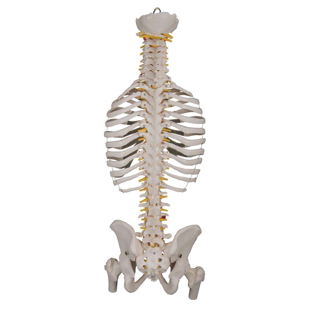 Flexible Spine Model with Ribs and Femur Heads - Anatomical Teaching Tool for Medical Students & Chiropractors - Perfect for Classroom, Clinic & Study